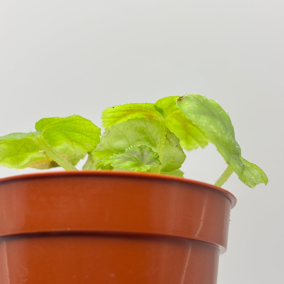Begonia Pseudoedulis #1 exact plant photo 6