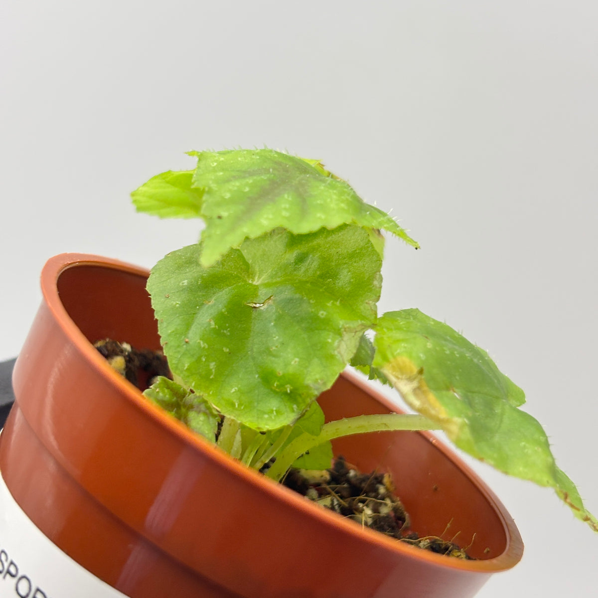 Begonia Pseudoedulis #1 exact plant photo 7