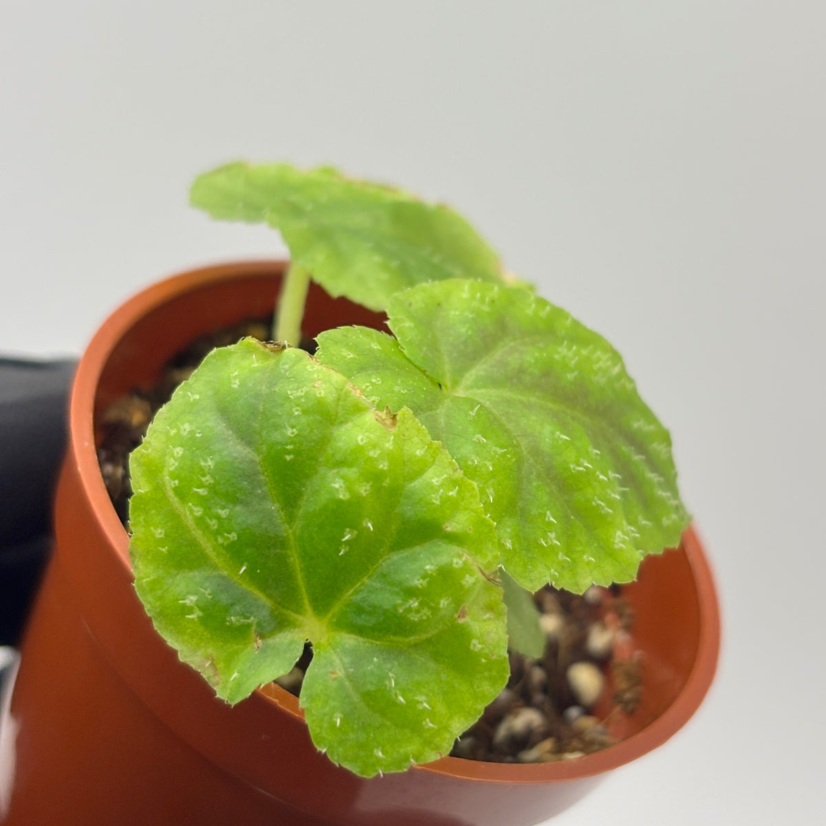 Begonia Pseudoedulis #1 exact plant photo 8