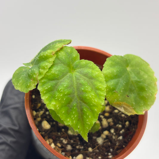 Begonia Pseudoedulis #1 exact plant photo 1