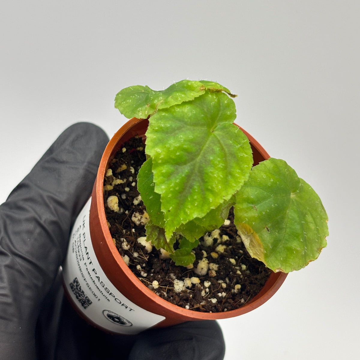 Begonia Pseudoedulis #1 exact plant photo 3