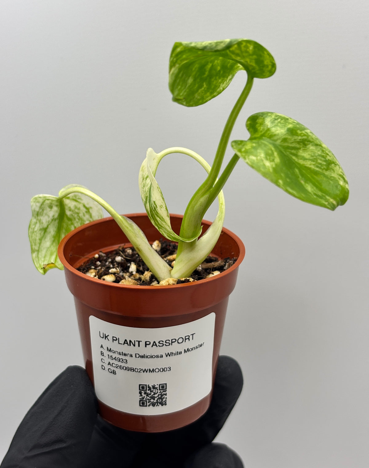 Monstera Deliciosa White Monster #3 exact plant photo 8