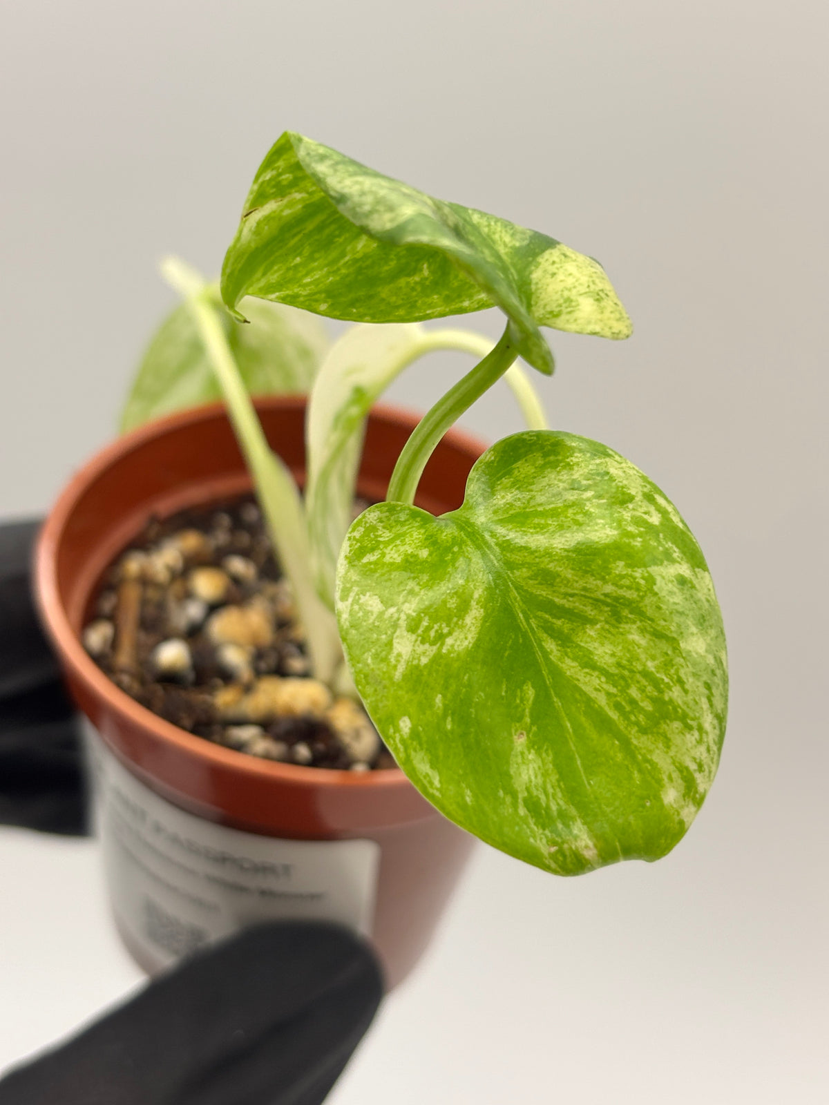 Monstera Deliciosa White Monster #3 exact plant photo 1