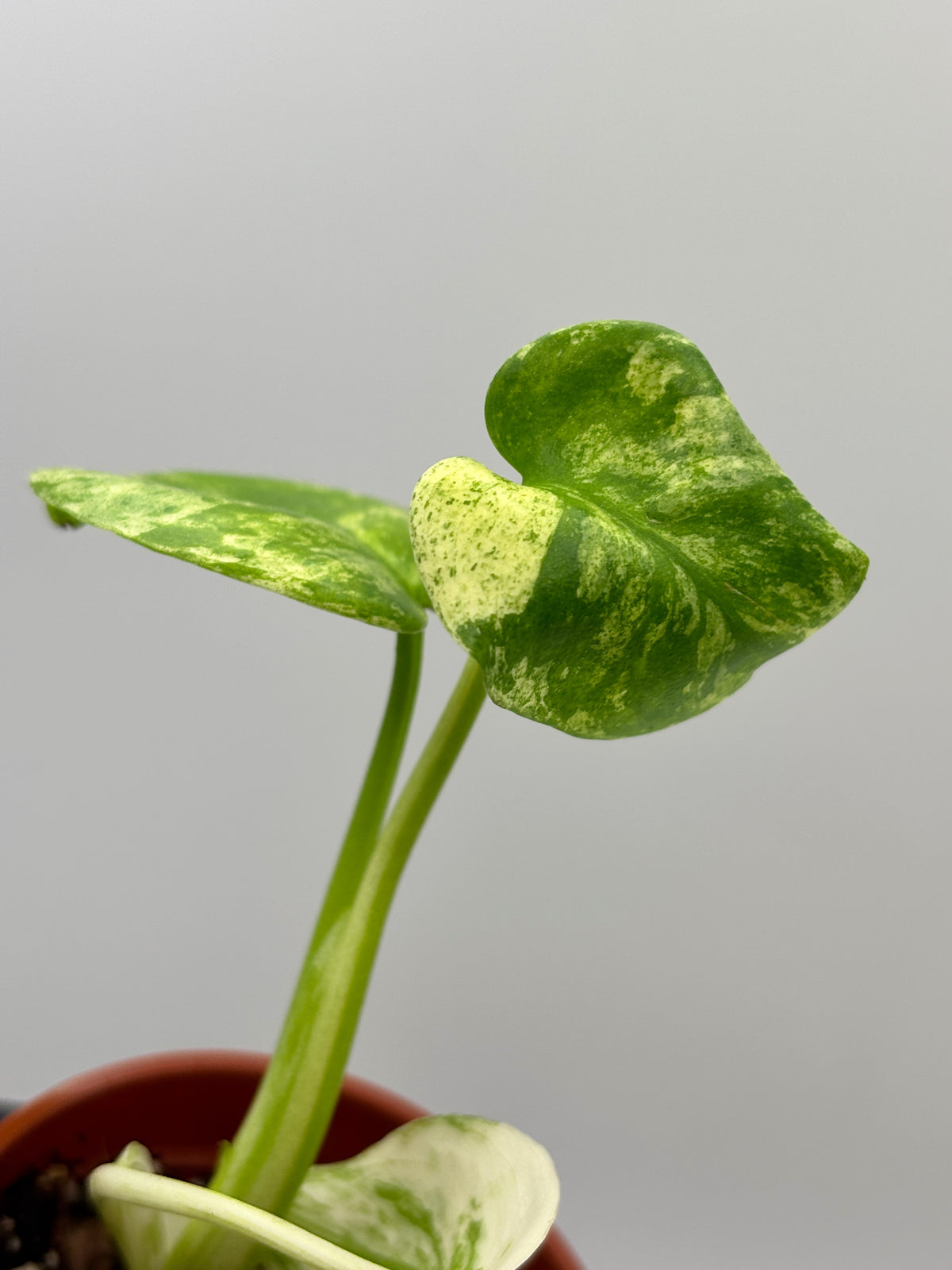 Monstera Deliciosa White Monster #3 exact plant photo 2