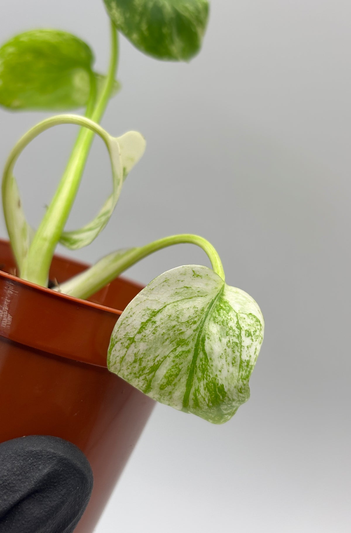 Monstera Deliciosa White Monster #3 exact plant photo 3