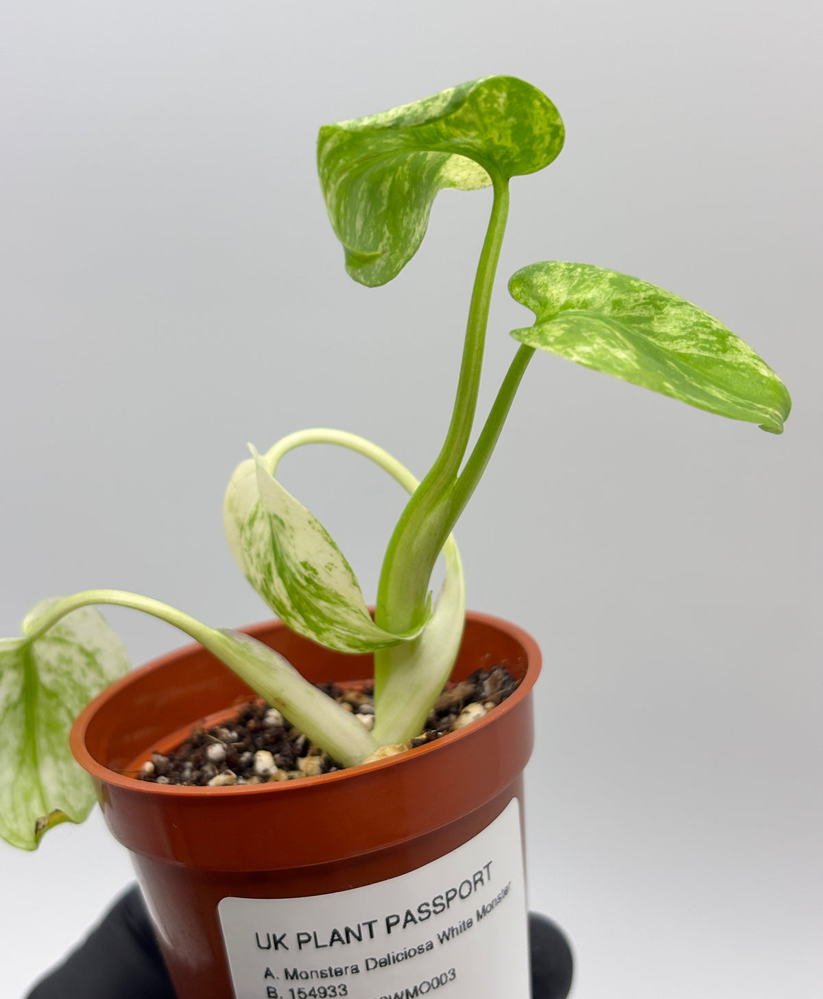 Monstera Deliciosa White Monster #3 exact plant photo 5