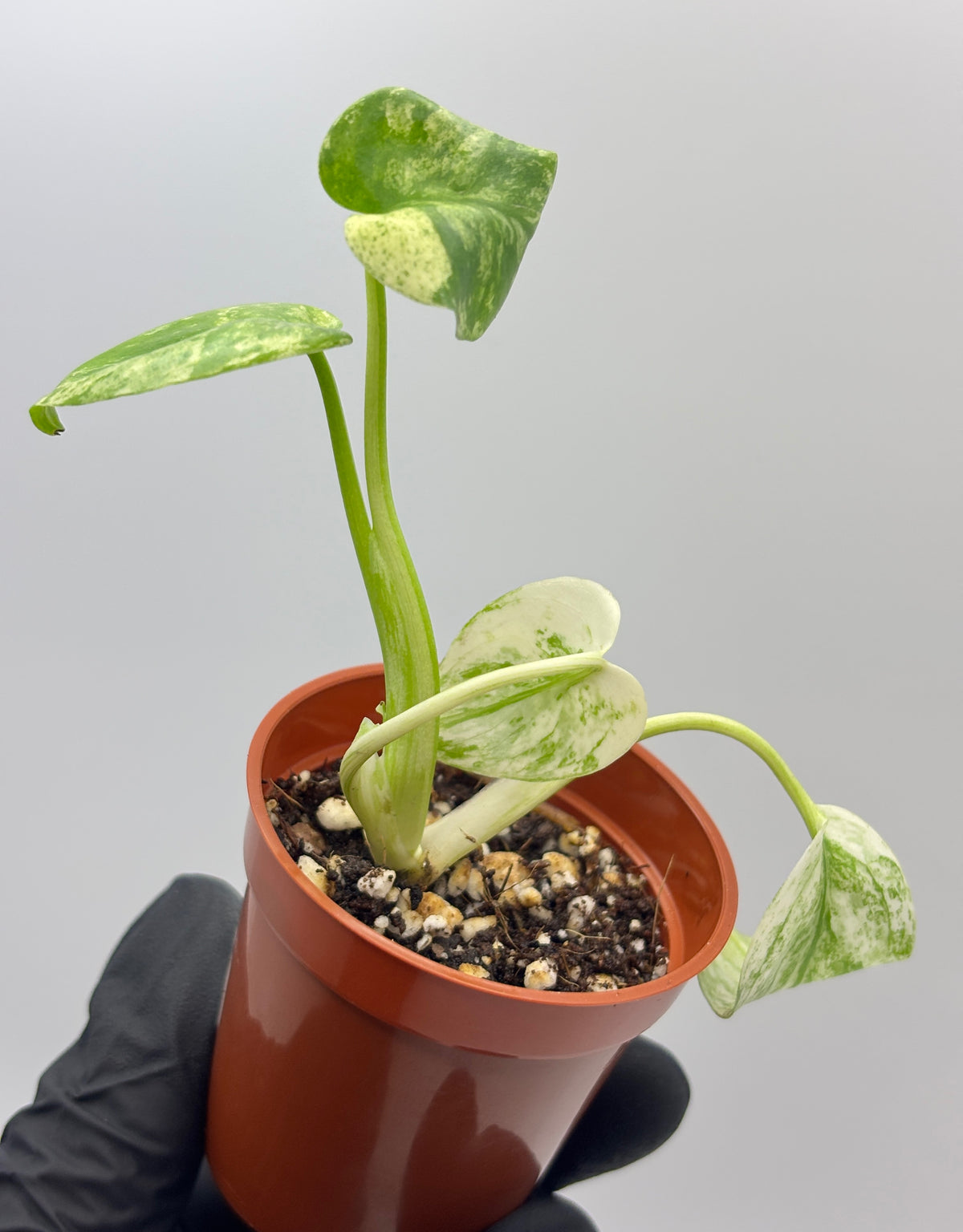 Monstera Deliciosa White Monster #3 exact plant photo 6