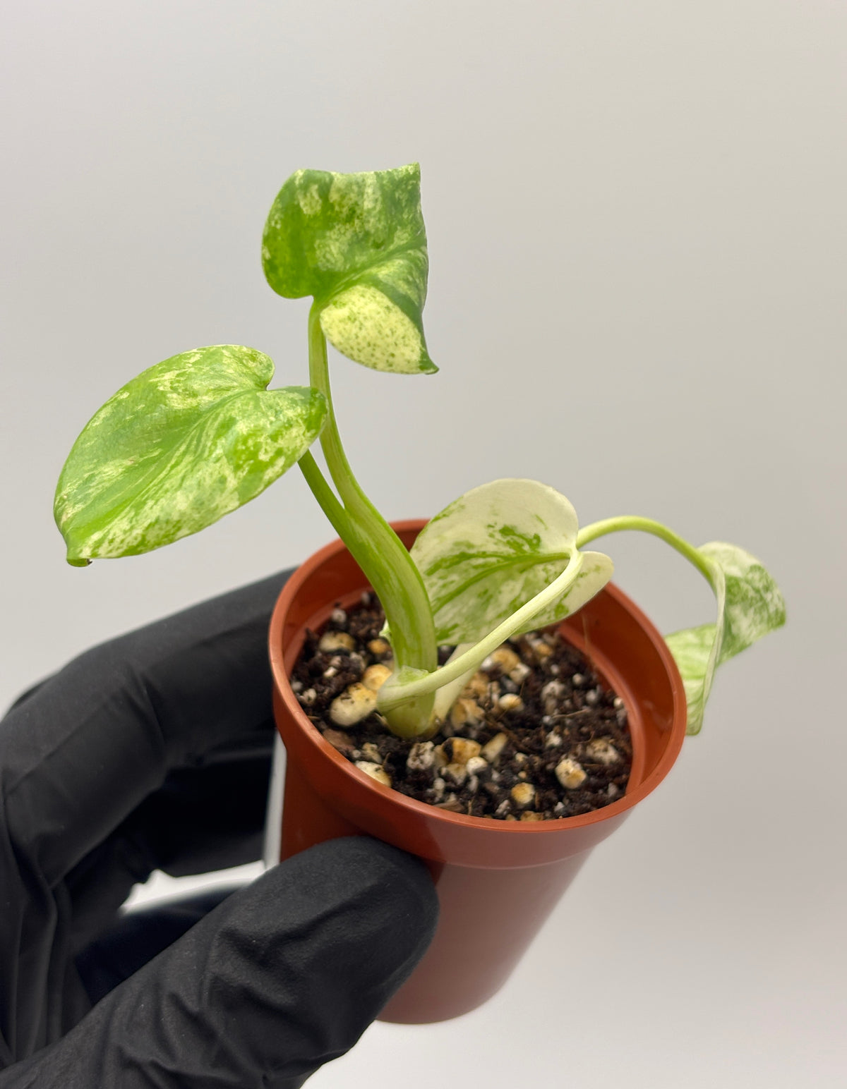 Monstera Deliciosa White Monster #3 exact plant photo 7