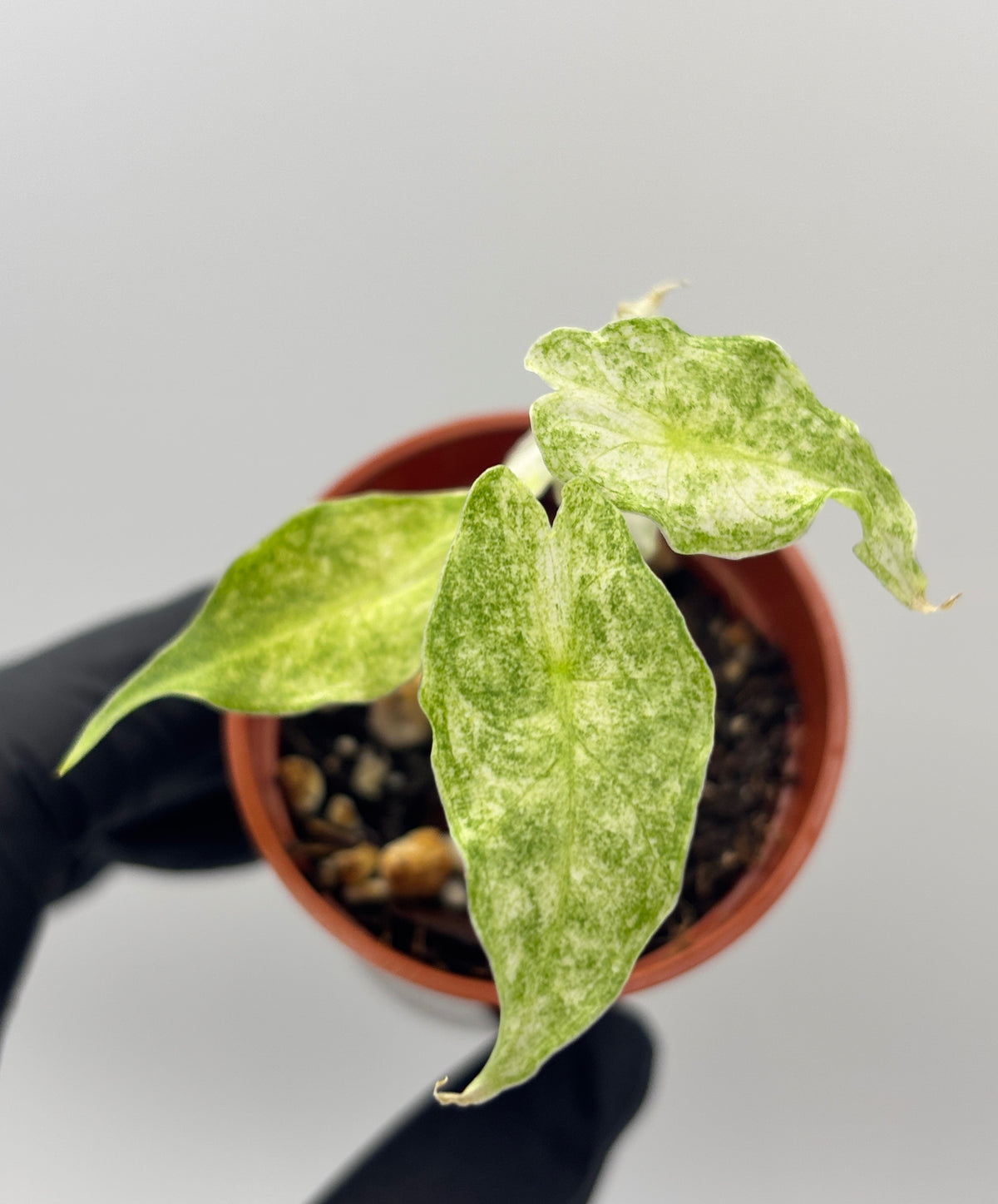 Alocasia Black Saturn Stardust Variegated #5 exact plant photo 3