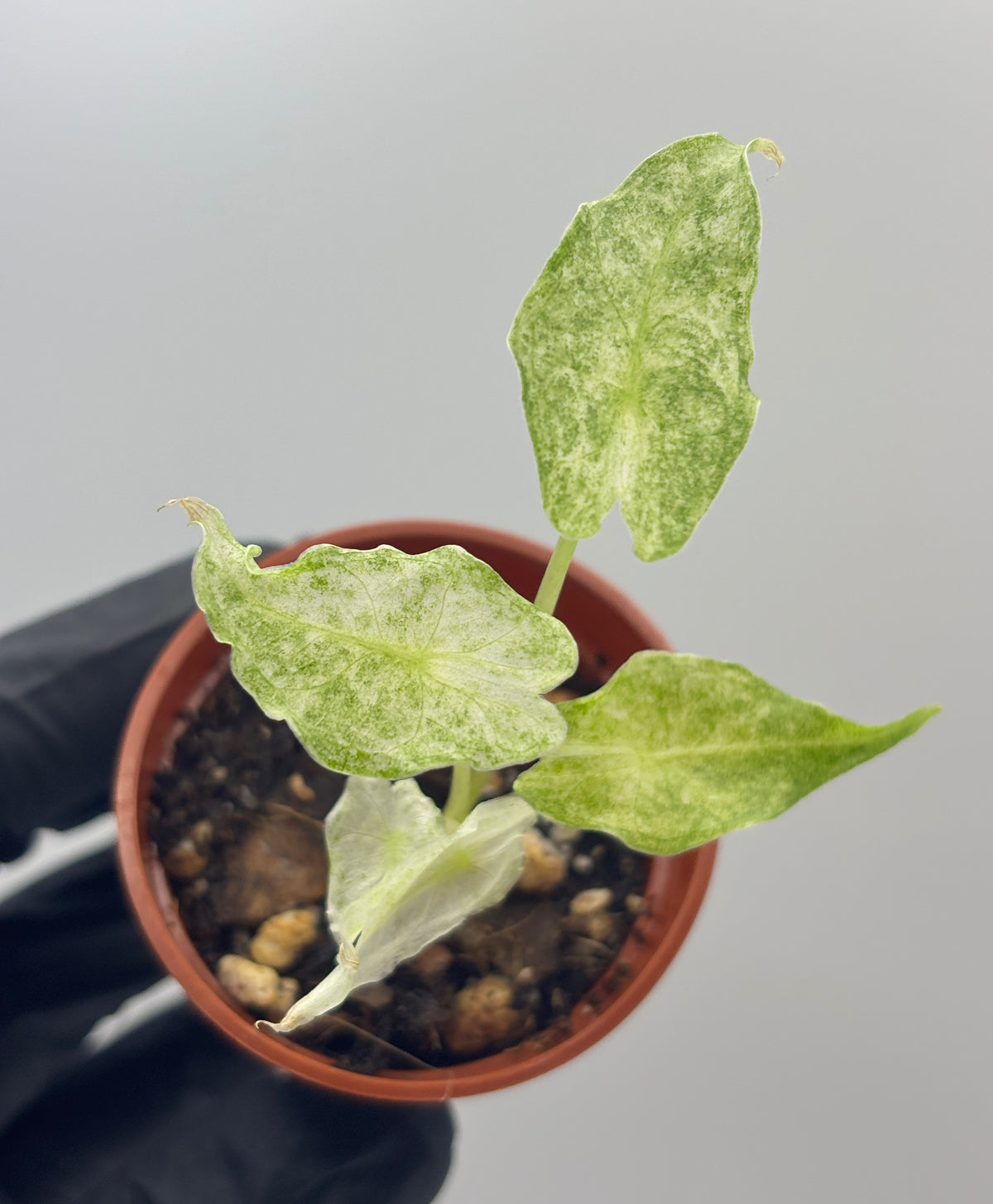 Alocasia Black Saturn Stardust Variegated #5 exact plant photo 4