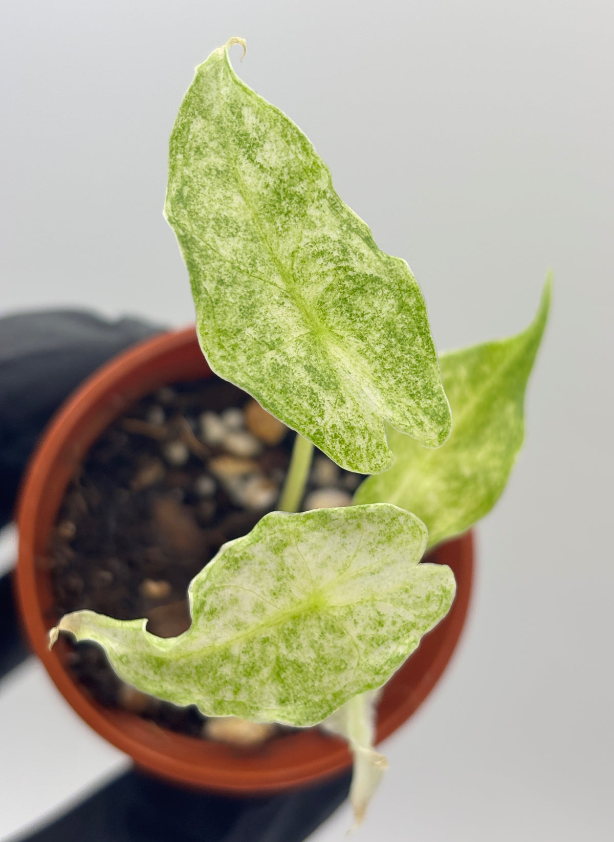 Alocasia Black Saturn Stardust Variegated #5 exact plant photo 1