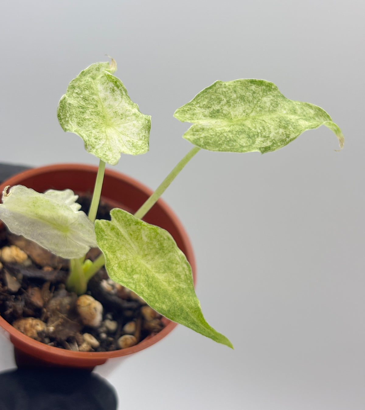 Alocasia Black Saturn Stardust Variegated #5 exact plant photo 2