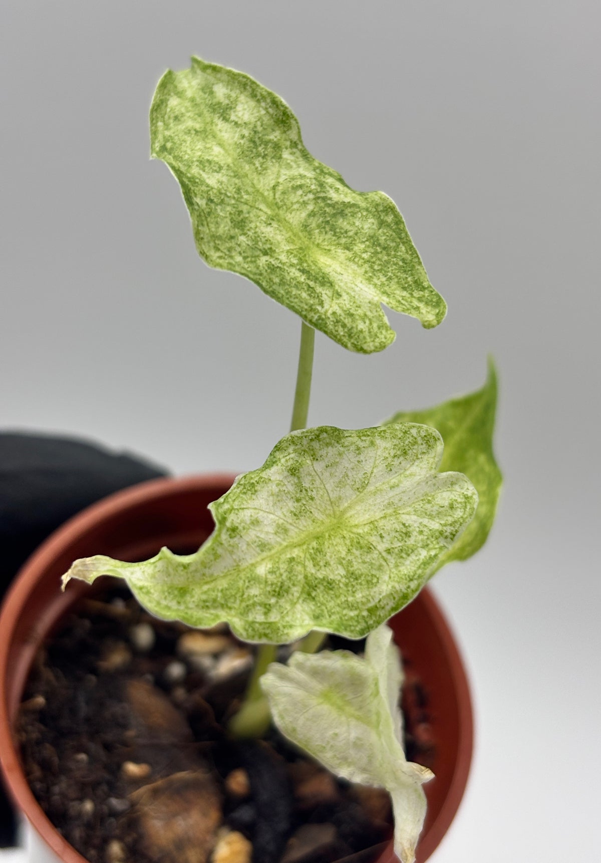Alocasia Black Saturn Stardust Variegated #5 exact plant photo 5