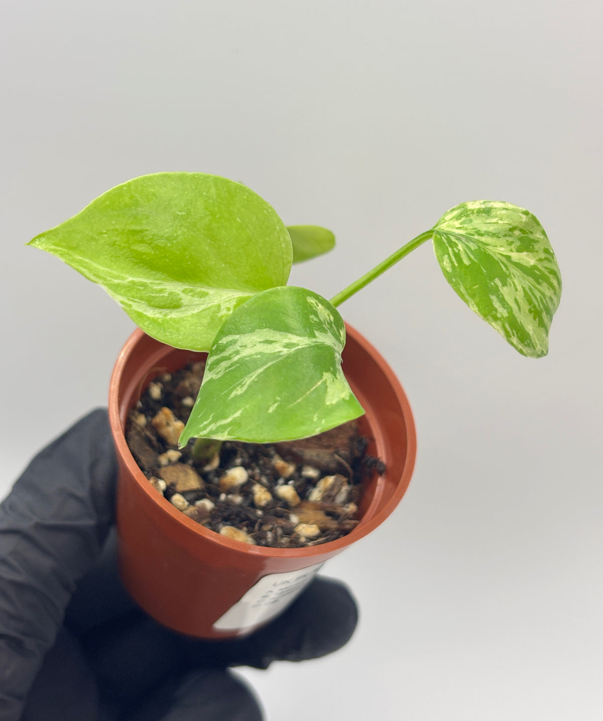 Monstera Deliciosa Bulbasaur #4 exact plant photo 4