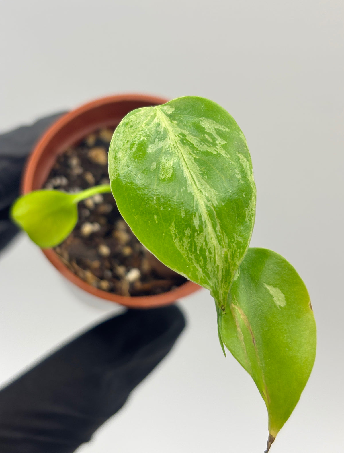 Monstera Deliciosa Bulbasaur #2 exact plant photo 1