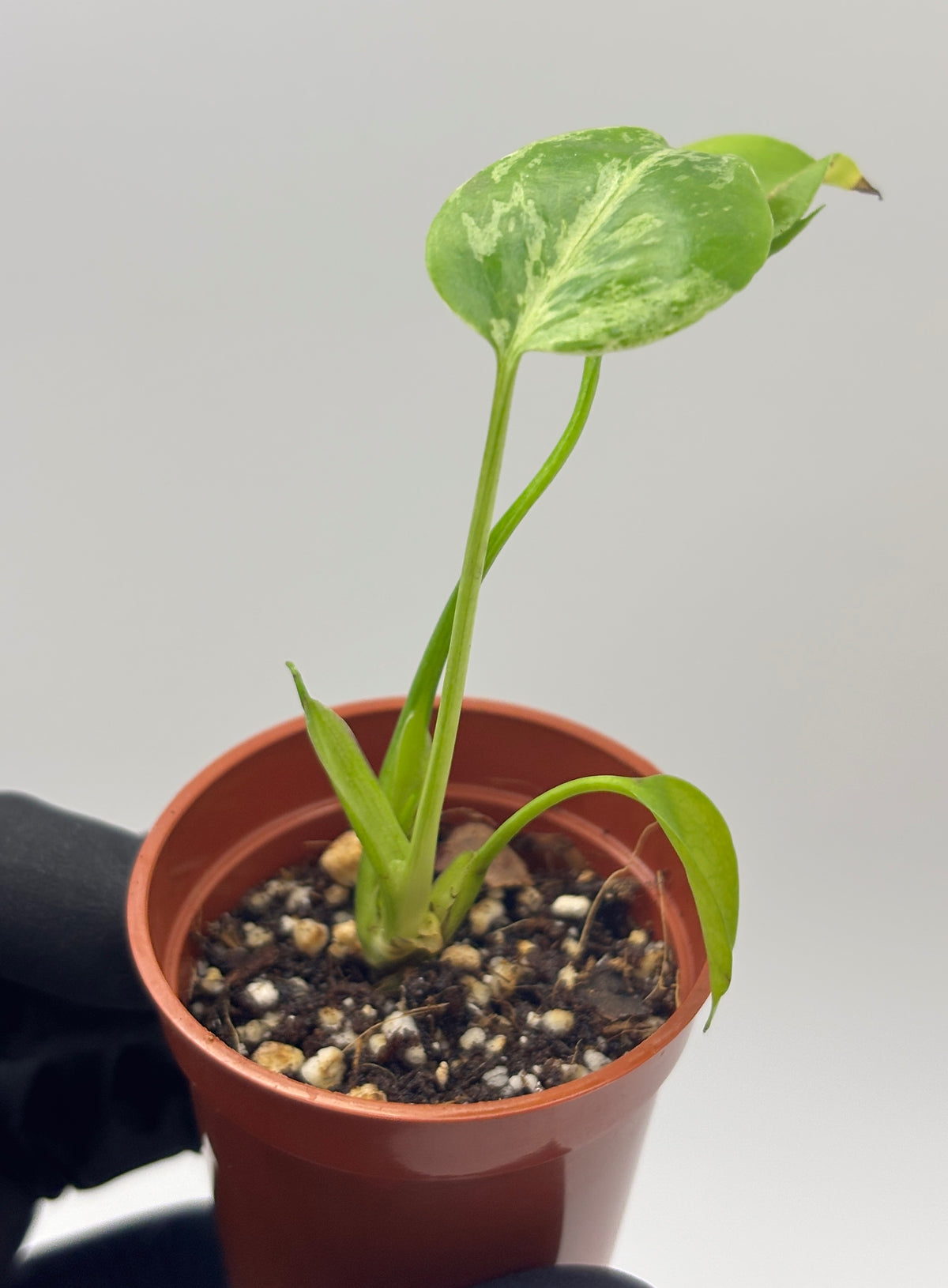 Monstera Deliciosa Bulbasaur #2 exact plant photo 4