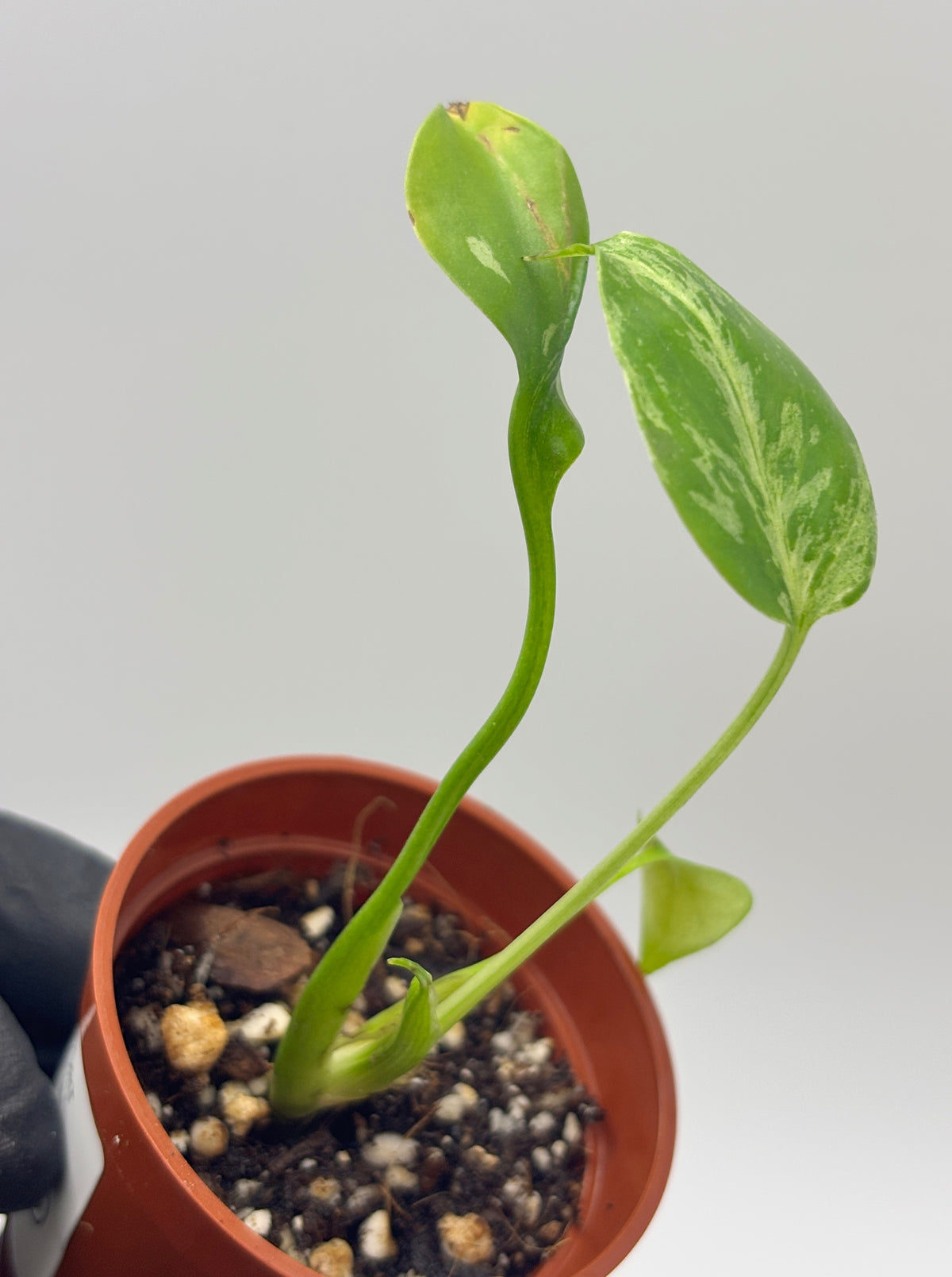 Monstera Deliciosa Bulbasaur #2 exact plant photo 5