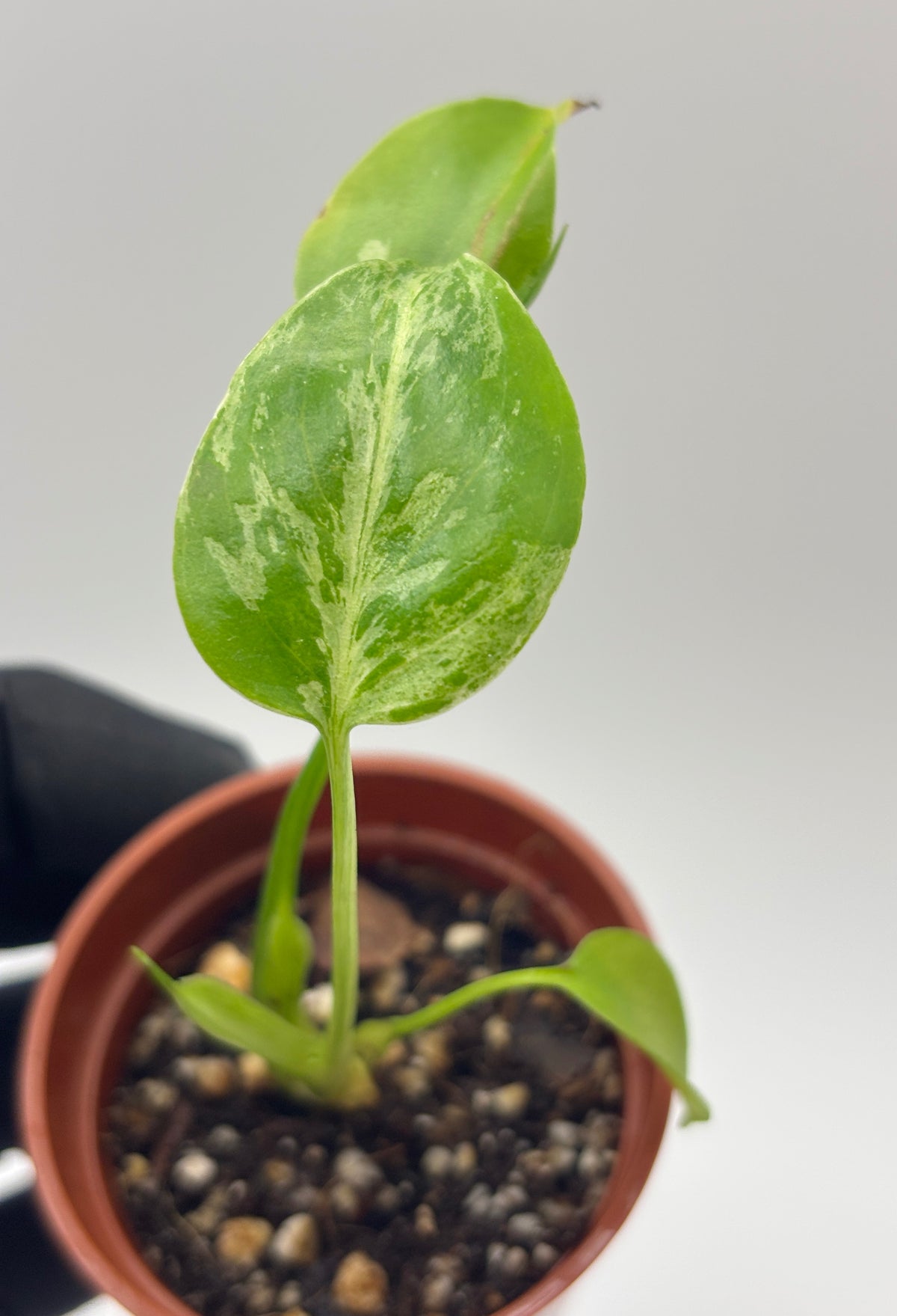 Monstera Deliciosa Bulbasaur #2 exact plant photo 6