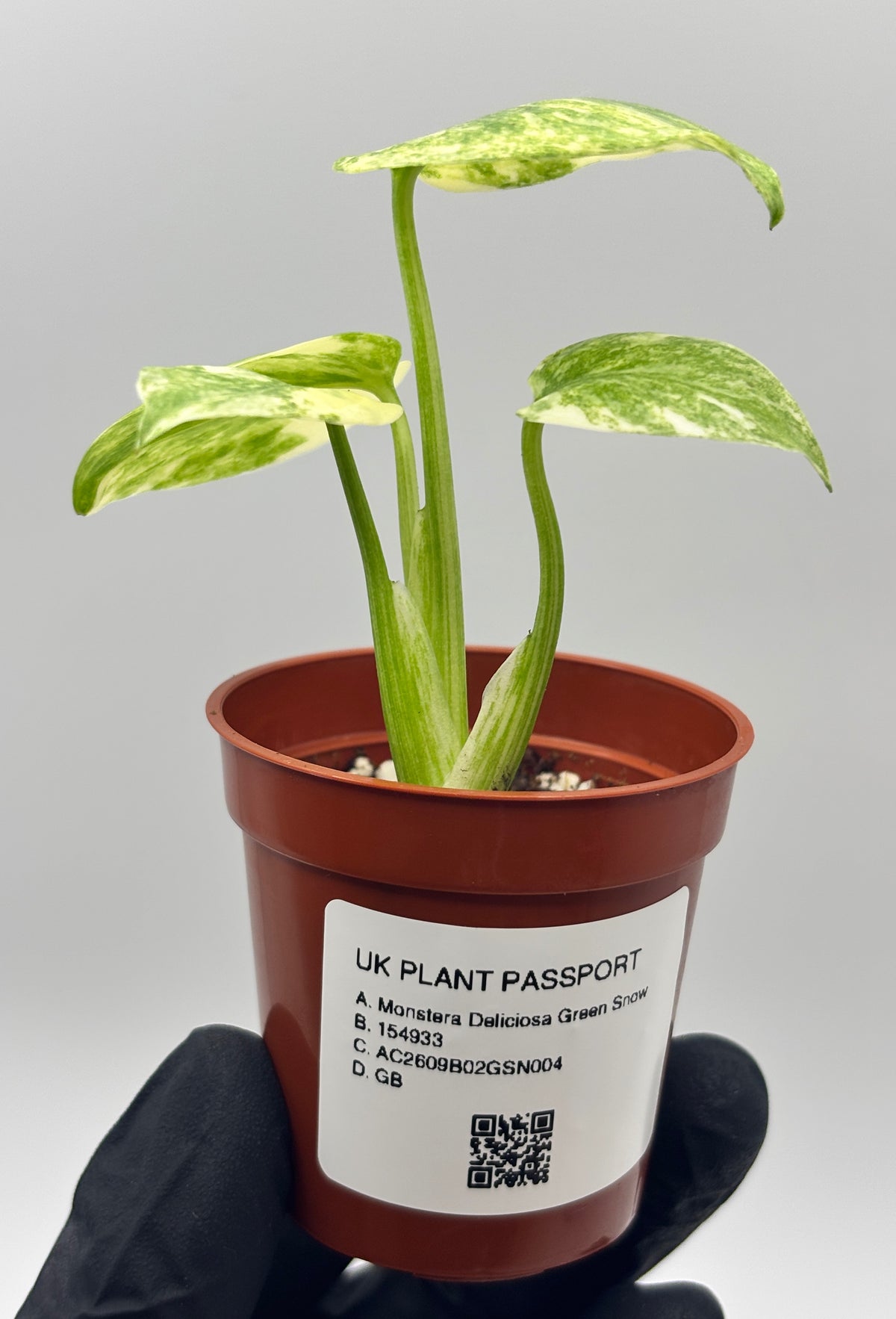 Monstera Deliciosa Green Snow #4 exact plant photo 8