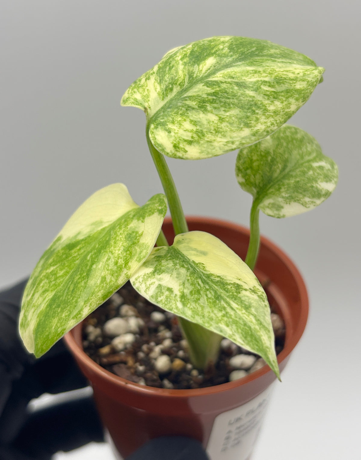Monstera Deliciosa Green Snow #4 exact plant photo 1