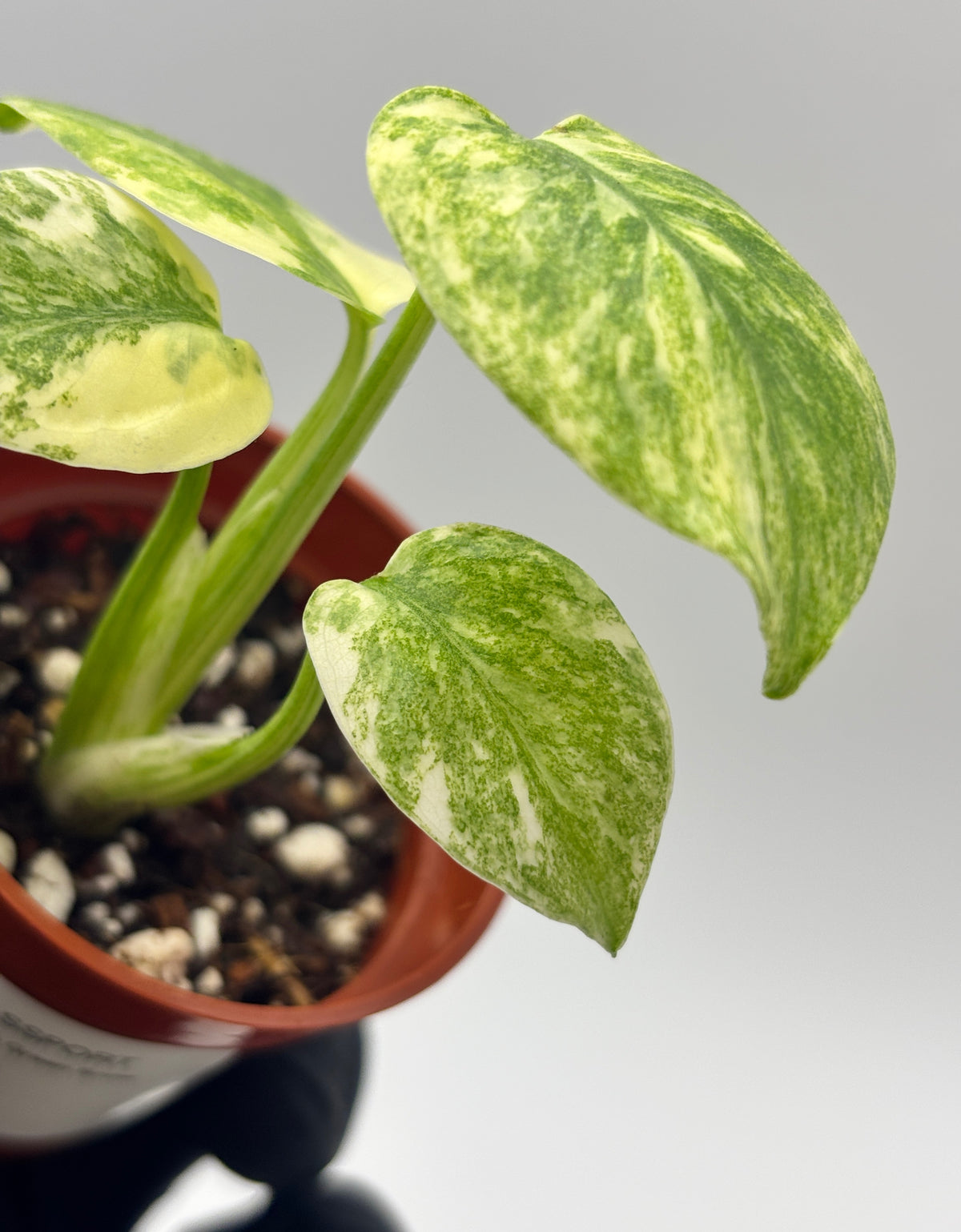 Monstera Deliciosa Green Snow #4 exact plant photo 2