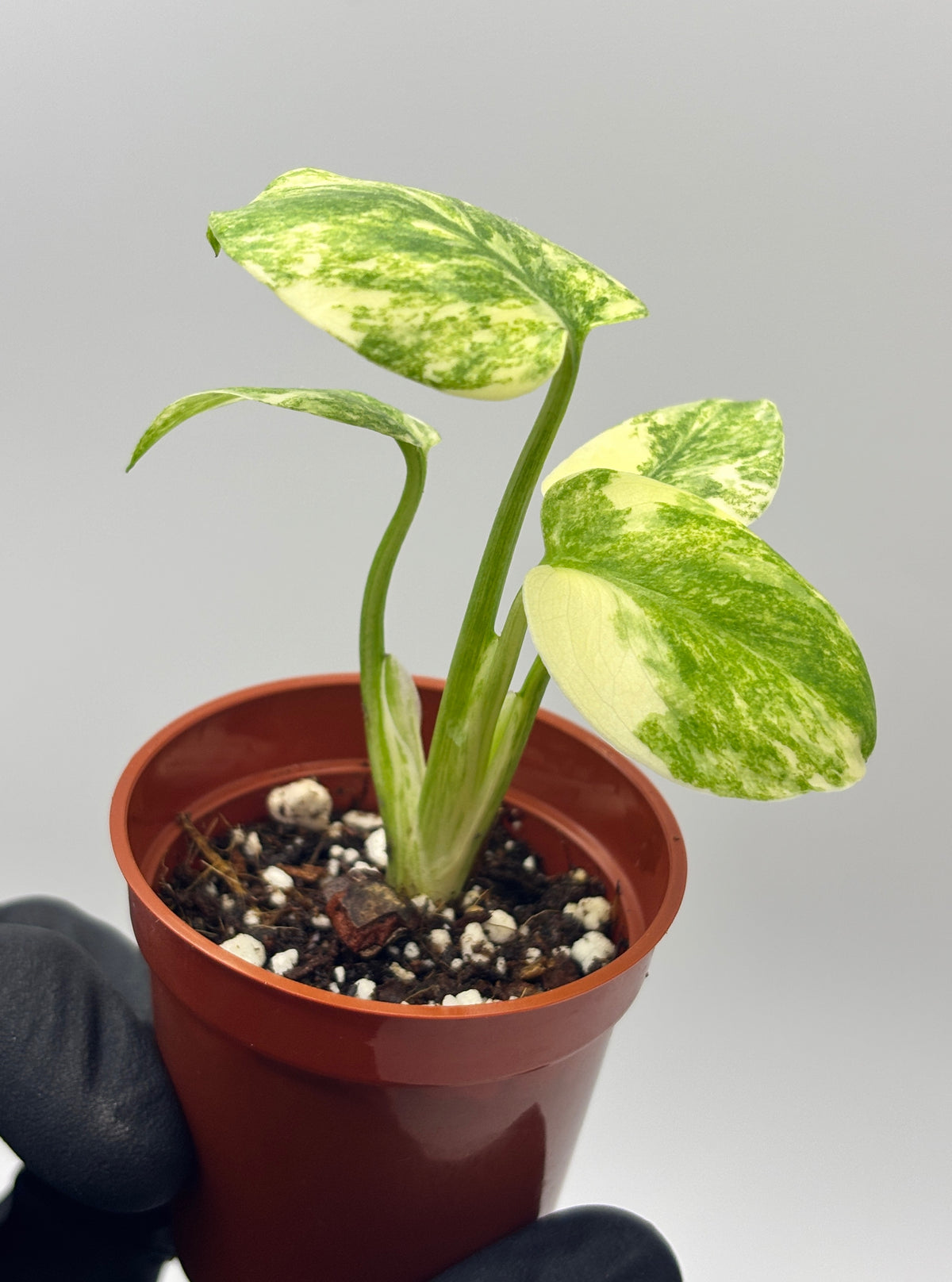 Monstera Deliciosa Green Snow #4 exact plant photo 6