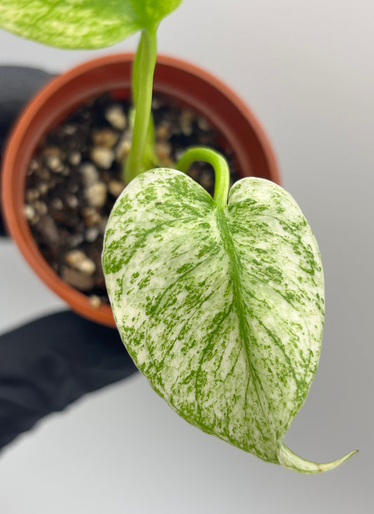 Monstera Deliciosa White Monster #12 exact plant photo 1