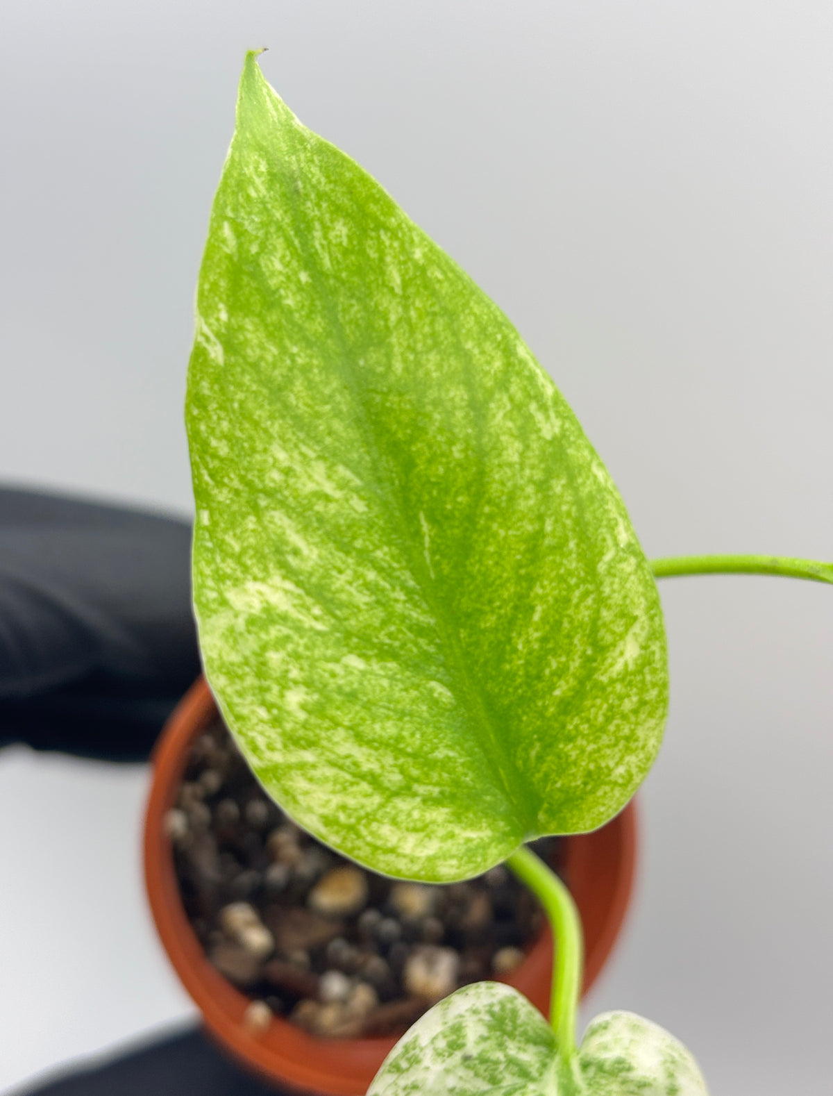 Monstera Deliciosa White Monster #12 exact plant photo 3