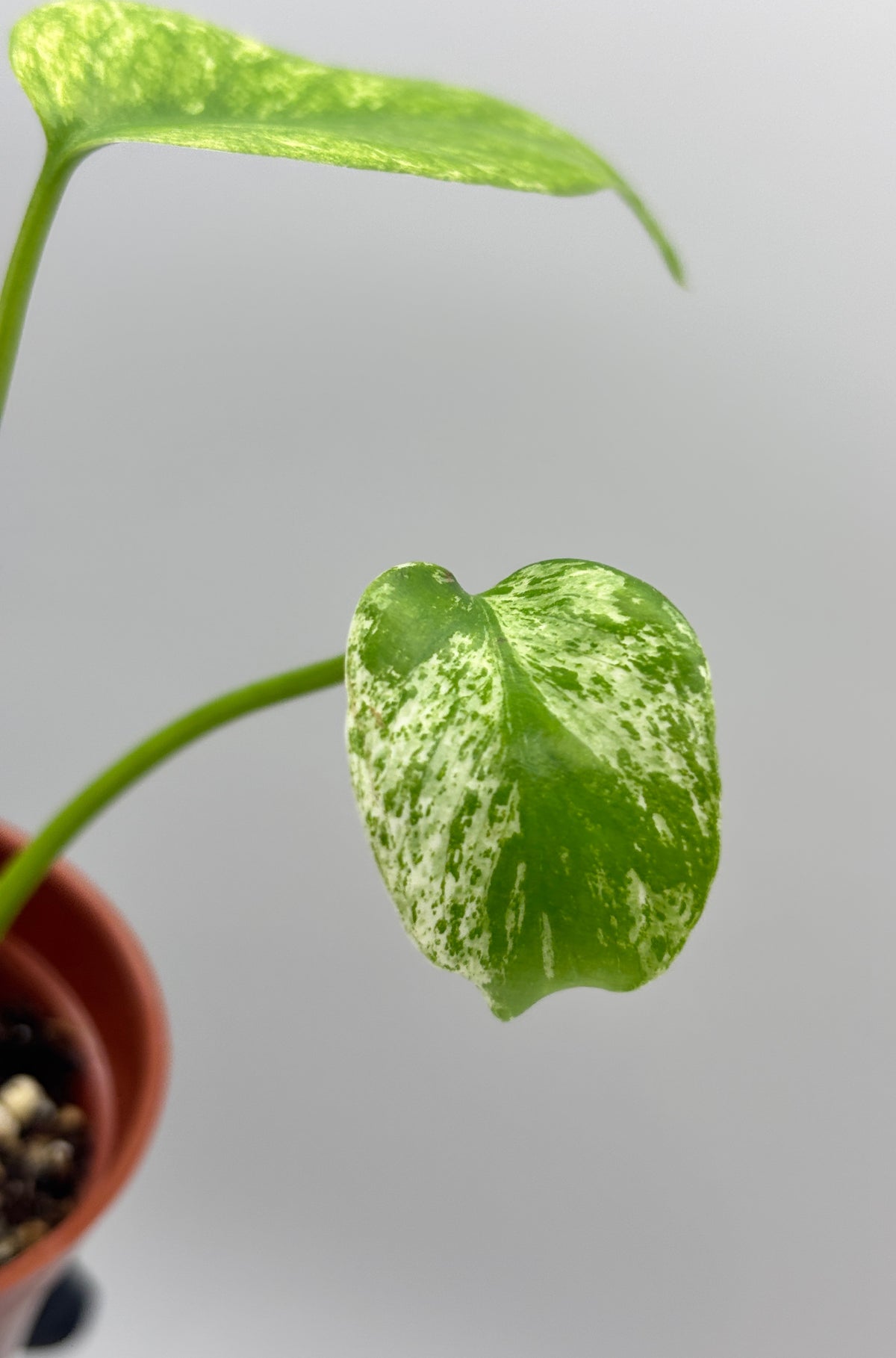 Monstera Deliciosa White Monster #12 exact plant photo 4