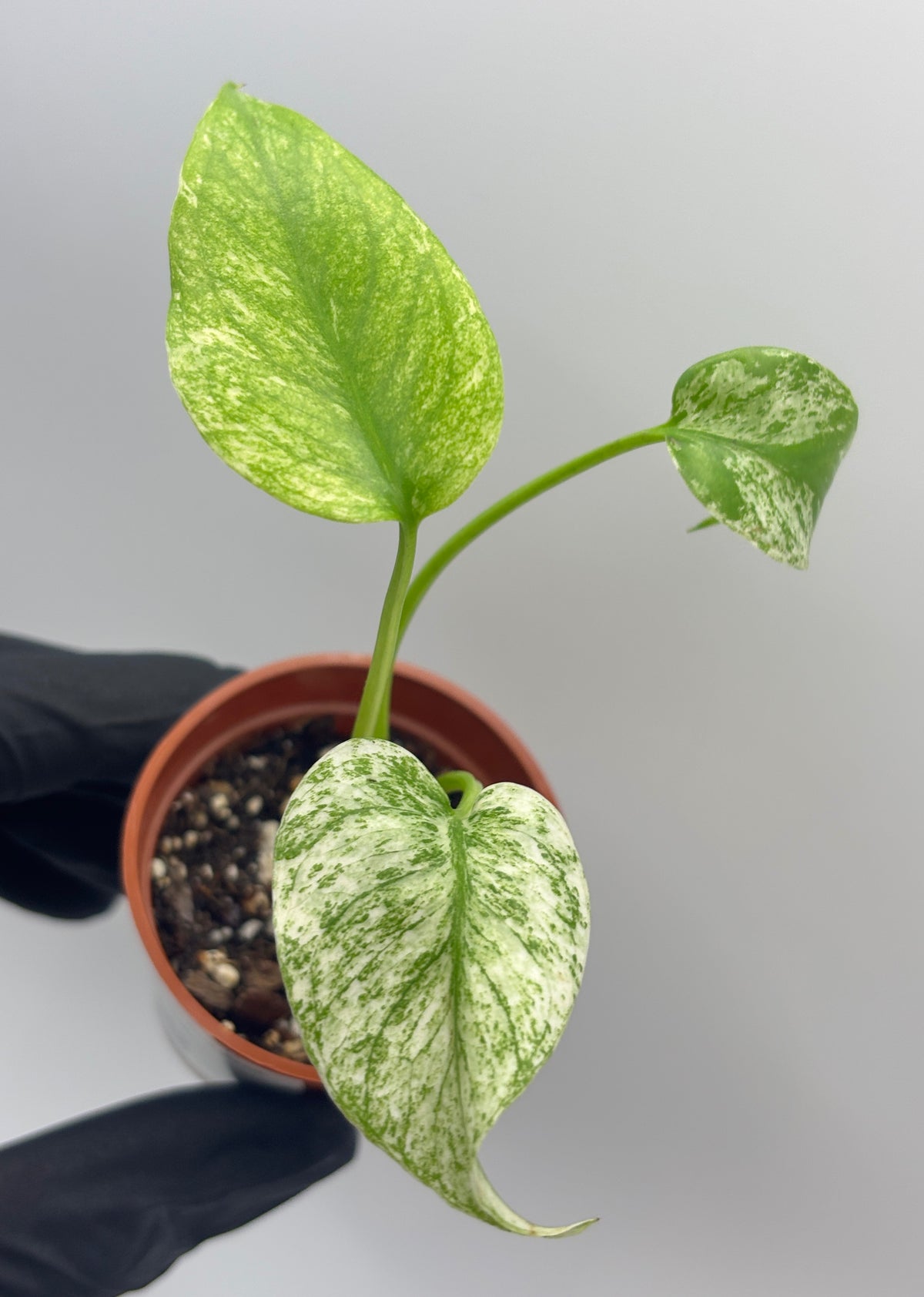 Monstera Deliciosa White Monster #12 exact plant photo 6