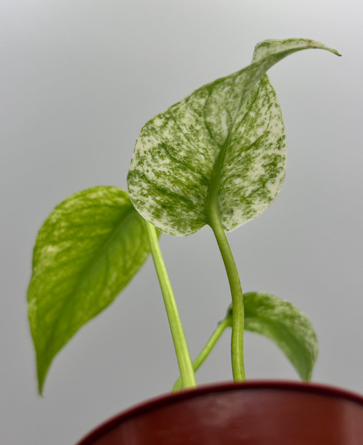 Monstera Deliciosa White Monster #12 exact plant photo 5