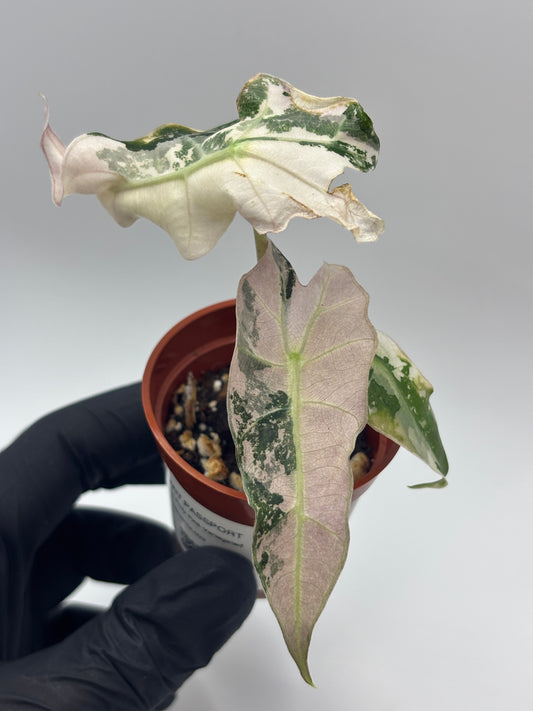 Alocasia Polly Pink Variegated #3 — photo 1