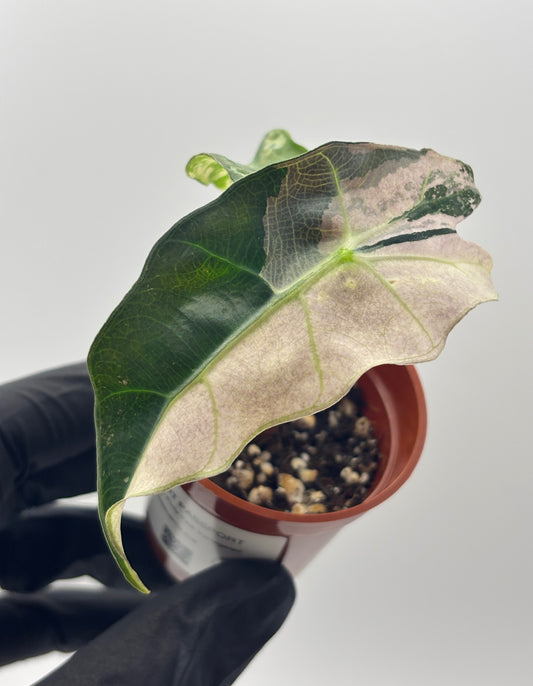 Alocasia Polly Pink Variegated #8 exact plant photo 1