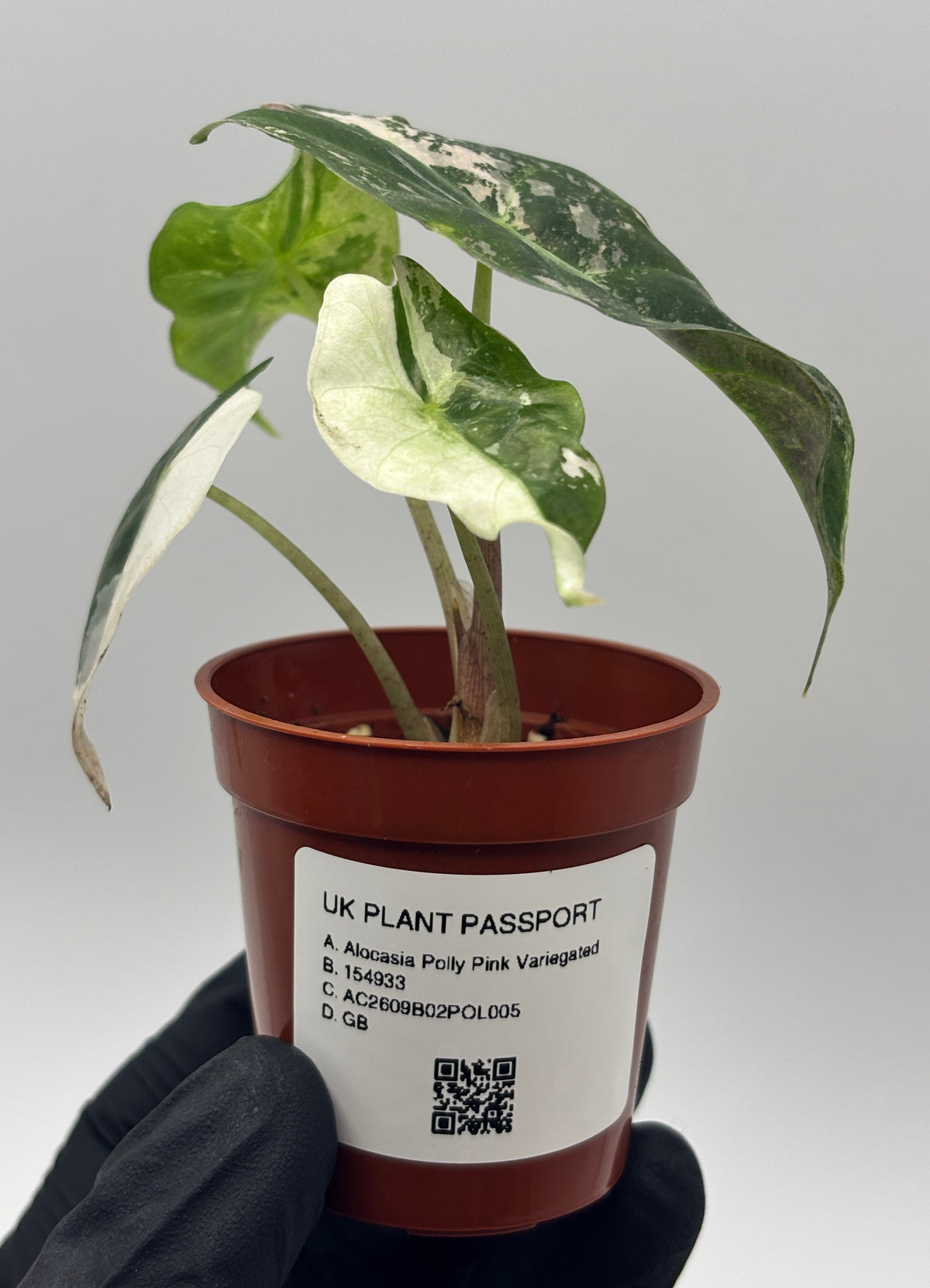 Alocasia Polly Pink Variegated #5 exact plant photo 6