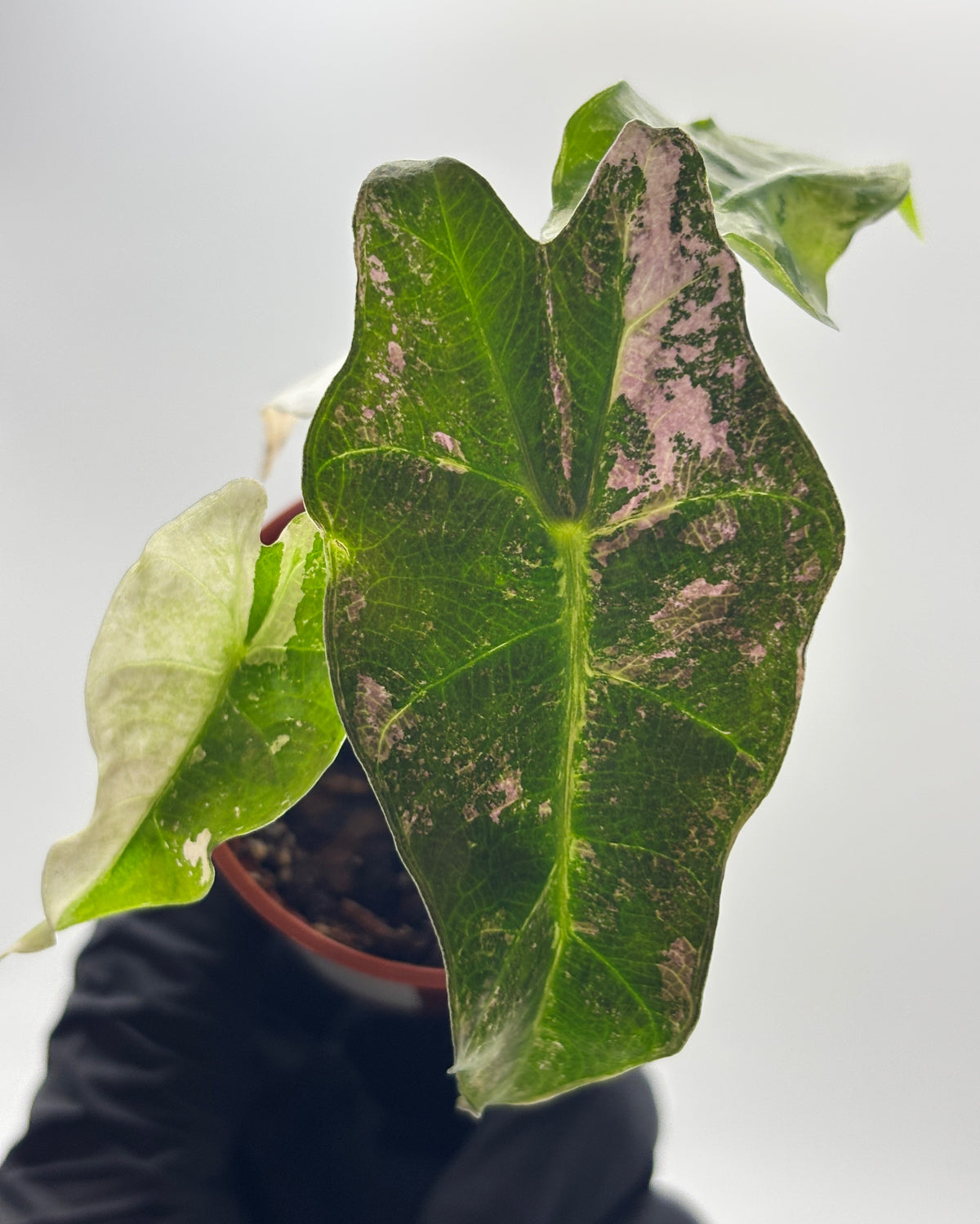 Alocasia Polly Pink Variegated #5 exact plant photo 2