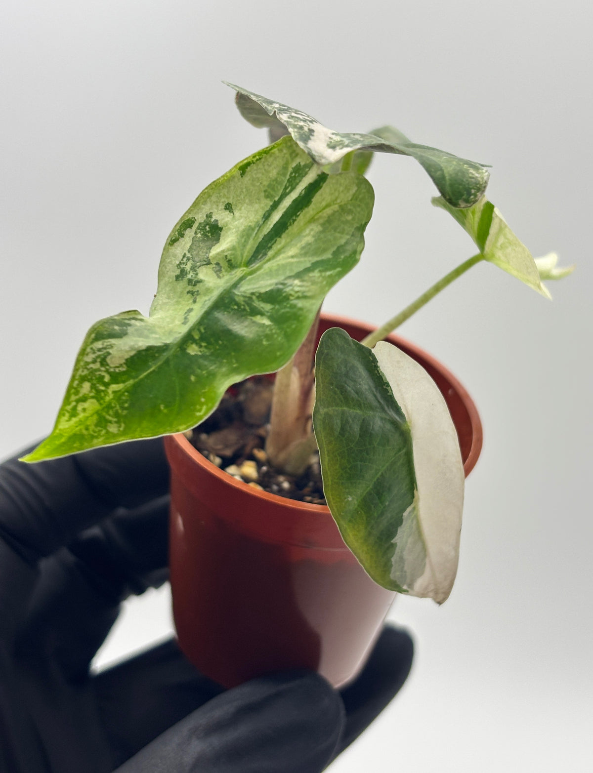 Alocasia Polly Pink Variegated #5 exact plant photo 3