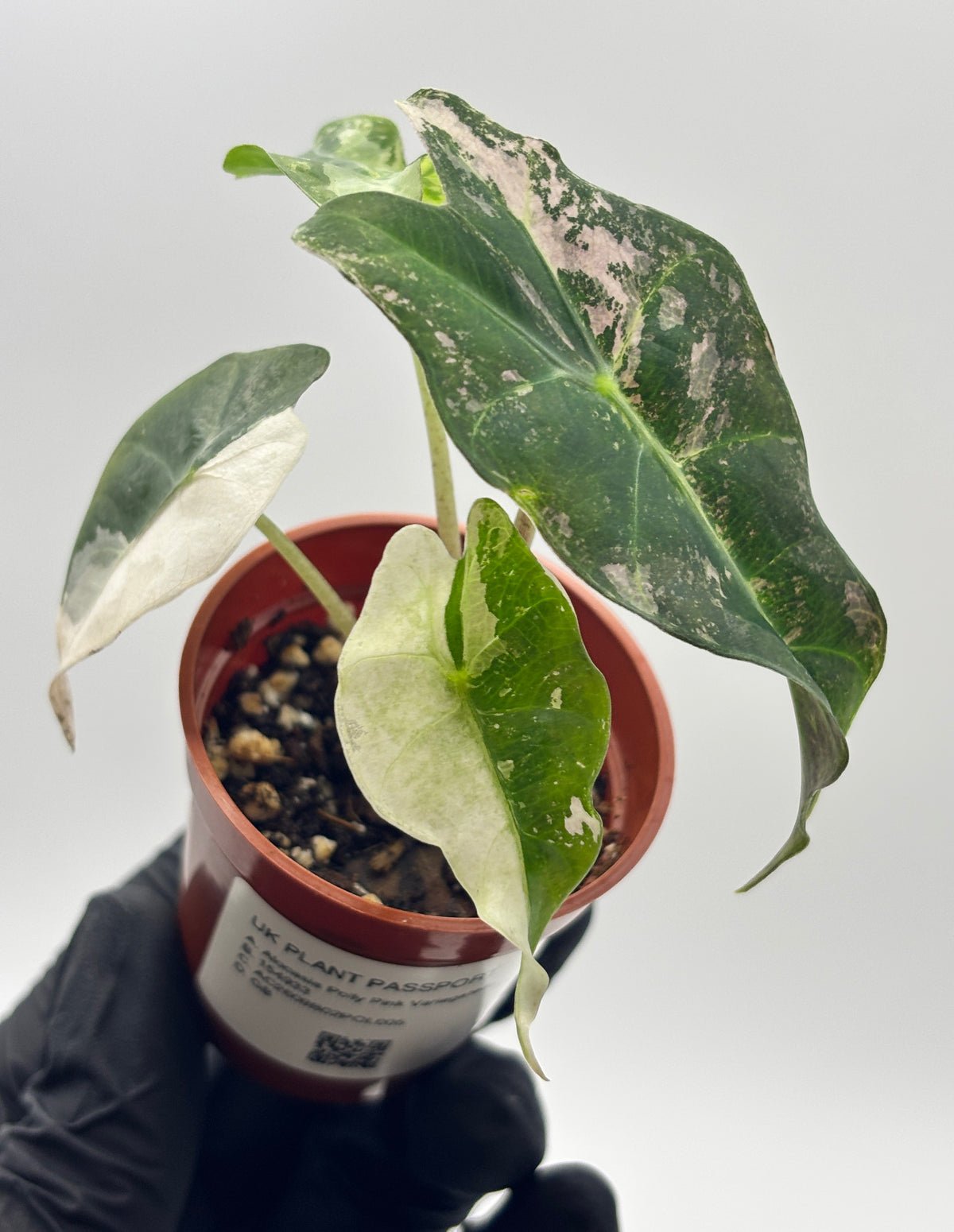 Alocasia Polly Pink Variegated #5 exact plant photo 4