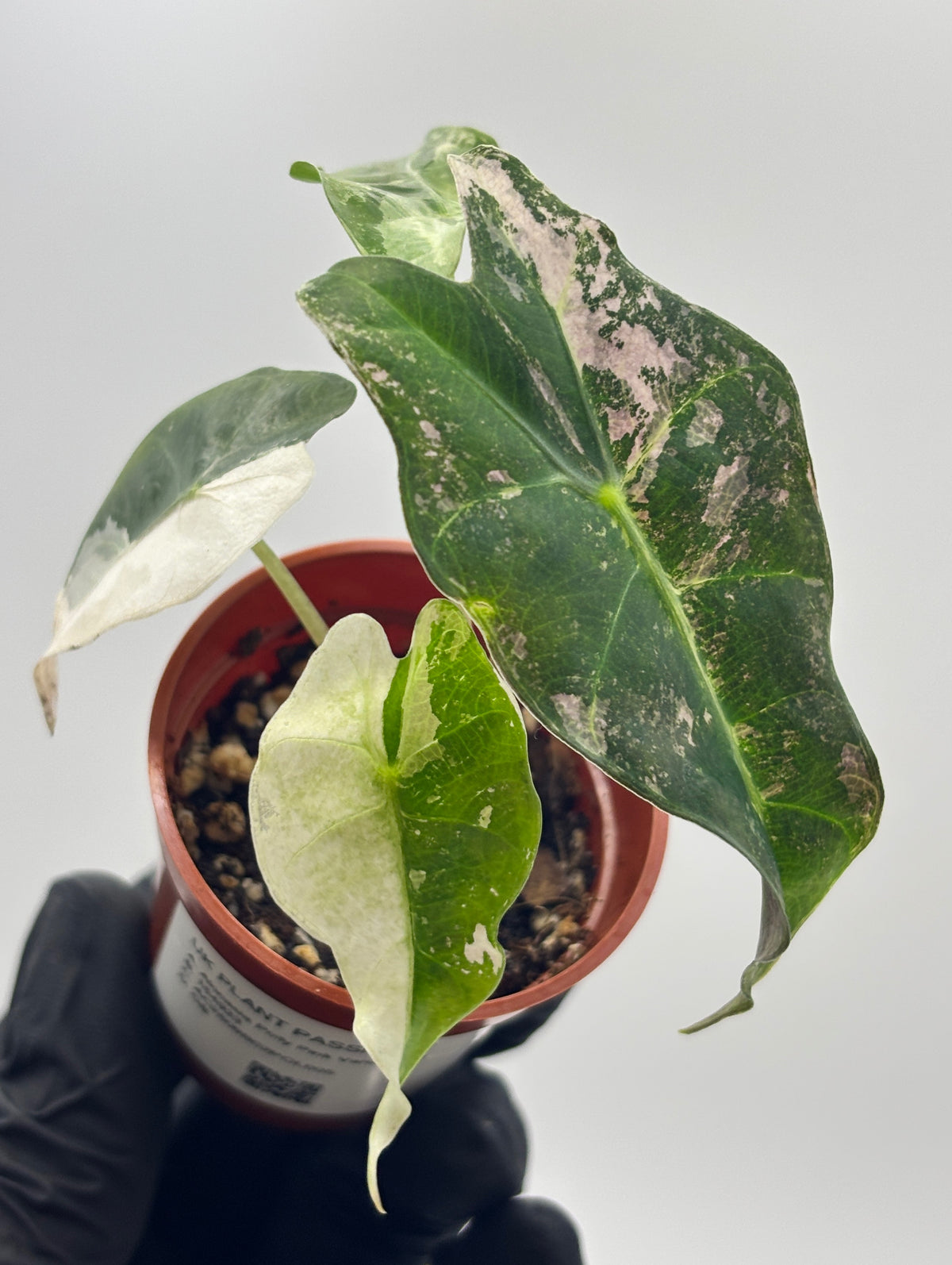 Alocasia Polly Pink Variegated #5 exact plant photo 1
