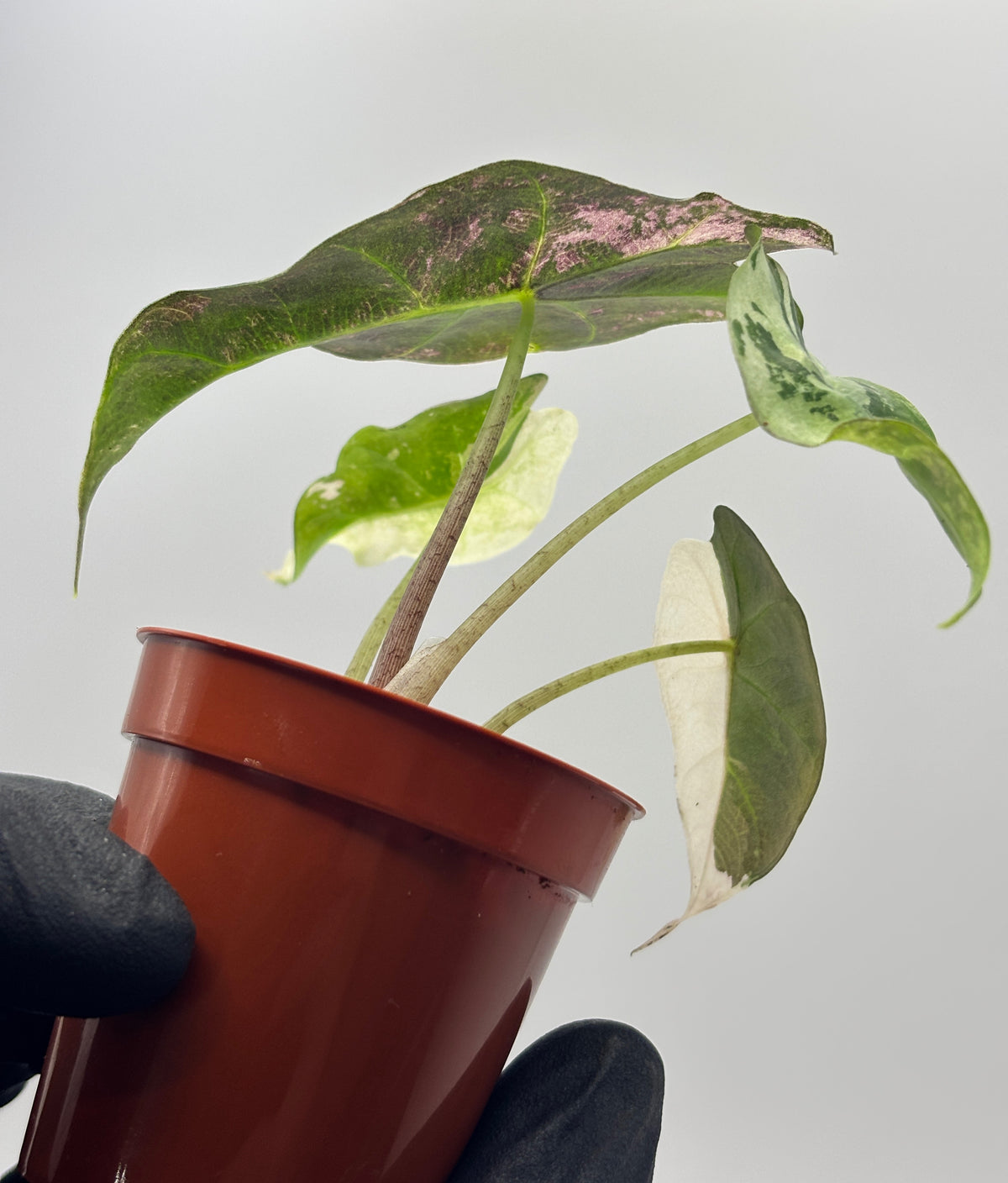 Alocasia Polly Pink Variegated #5 exact plant photo 5
