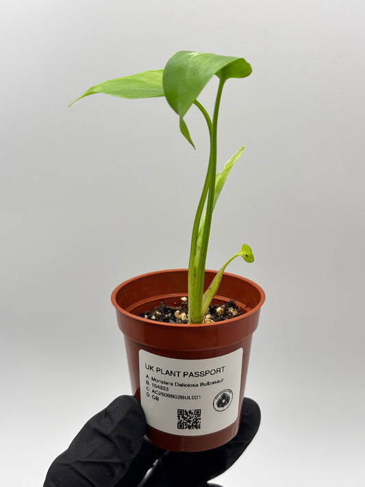 Monstera Deliciosa Bulbasaur #1 exact plant photo 1