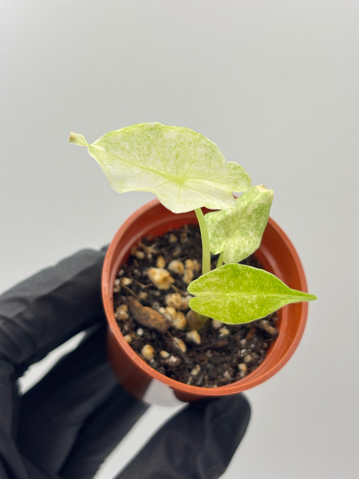 Alocasia Black Saturn Stardust Variegated #3 exact plant photo 3