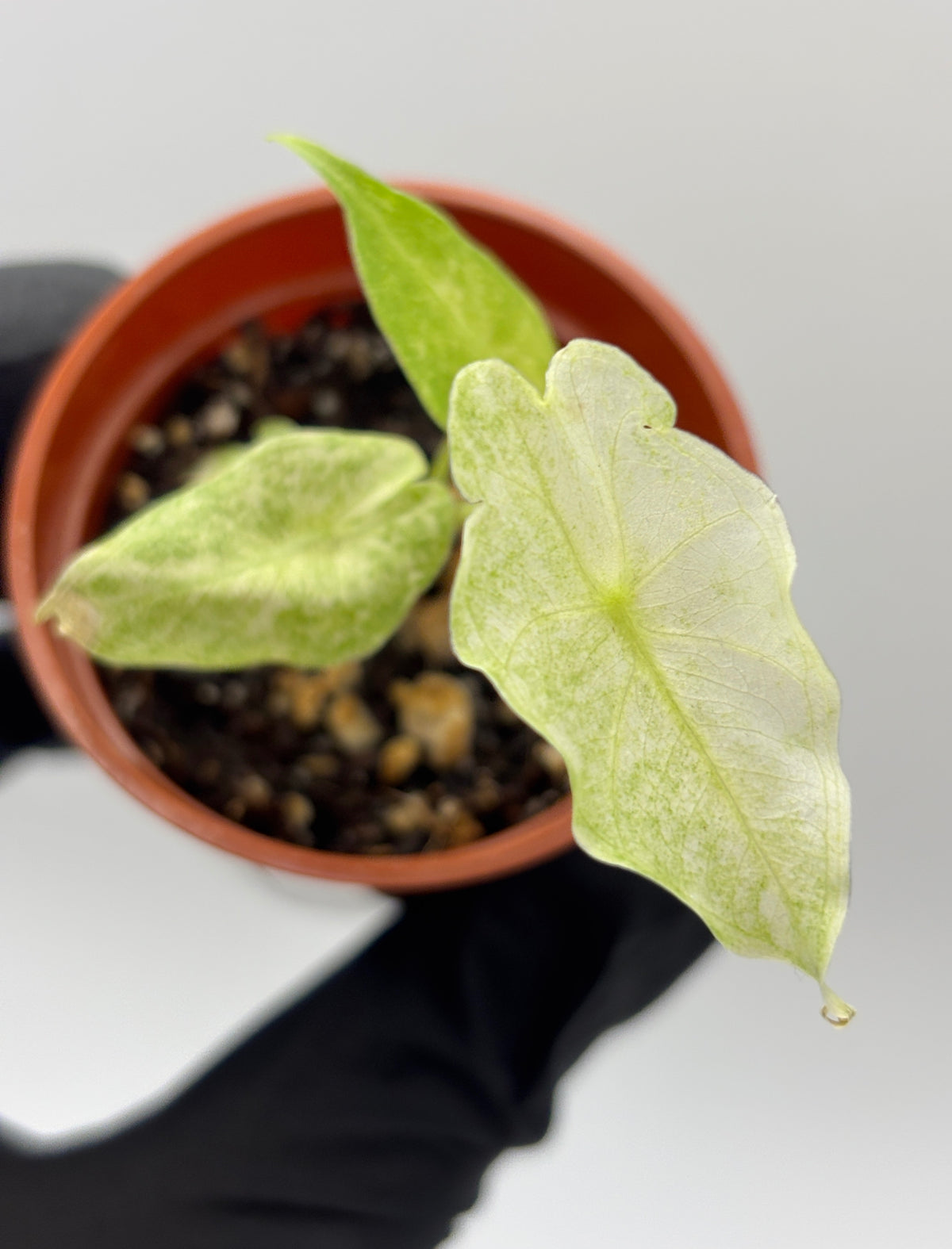 Alocasia Black Saturn Stardust Variegated #3 exact plant photo 1