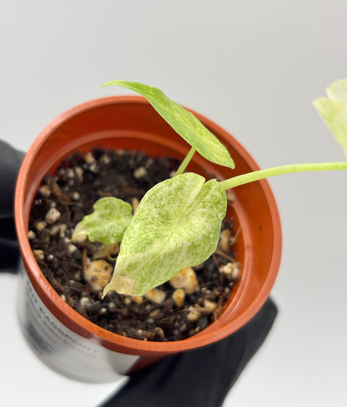 Alocasia Black Saturn Stardust Variegated #3 exact plant photo 4