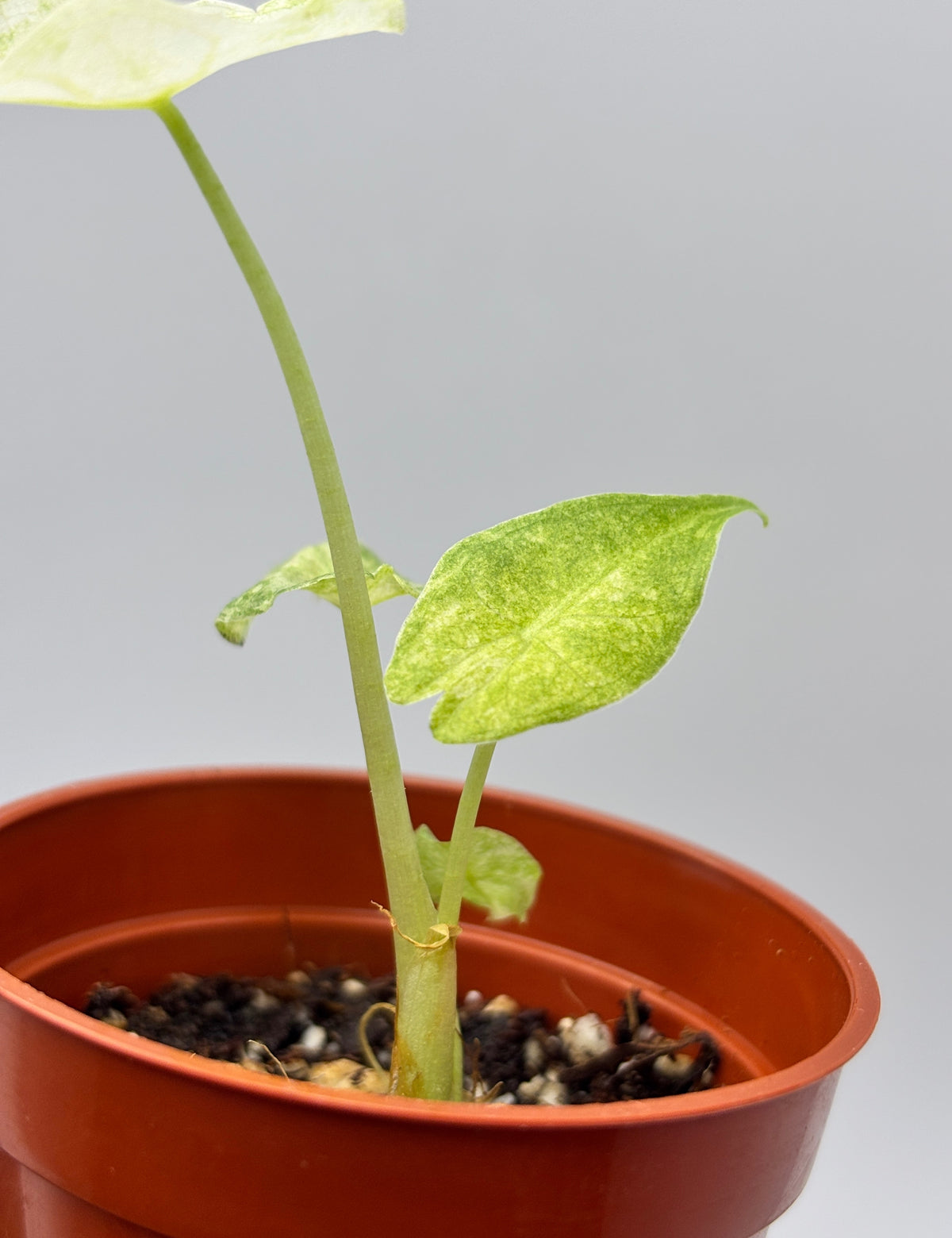 Alocasia Black Saturn Stardust Variegated #3 exact plant photo 6