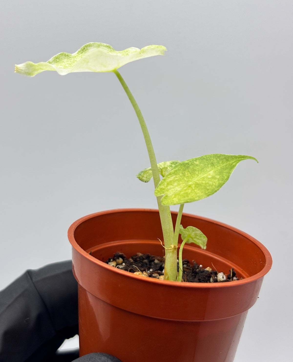 Alocasia Black Saturn Stardust Variegated #3 exact plant photo 7