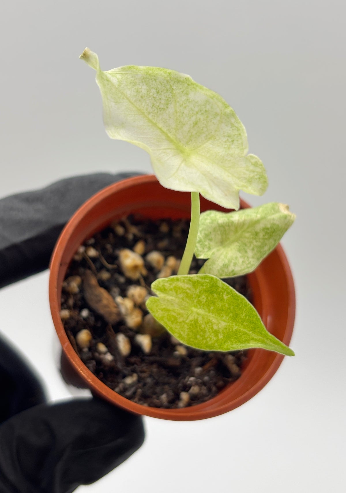 Alocasia Black Saturn Stardust Variegated #3 exact plant photo 8