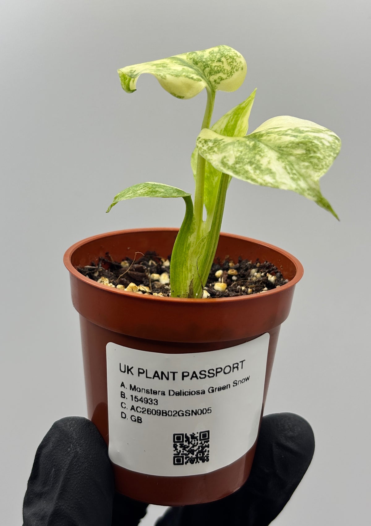 Monstera Deliciosa Green Snow #5 exact plant photo 3