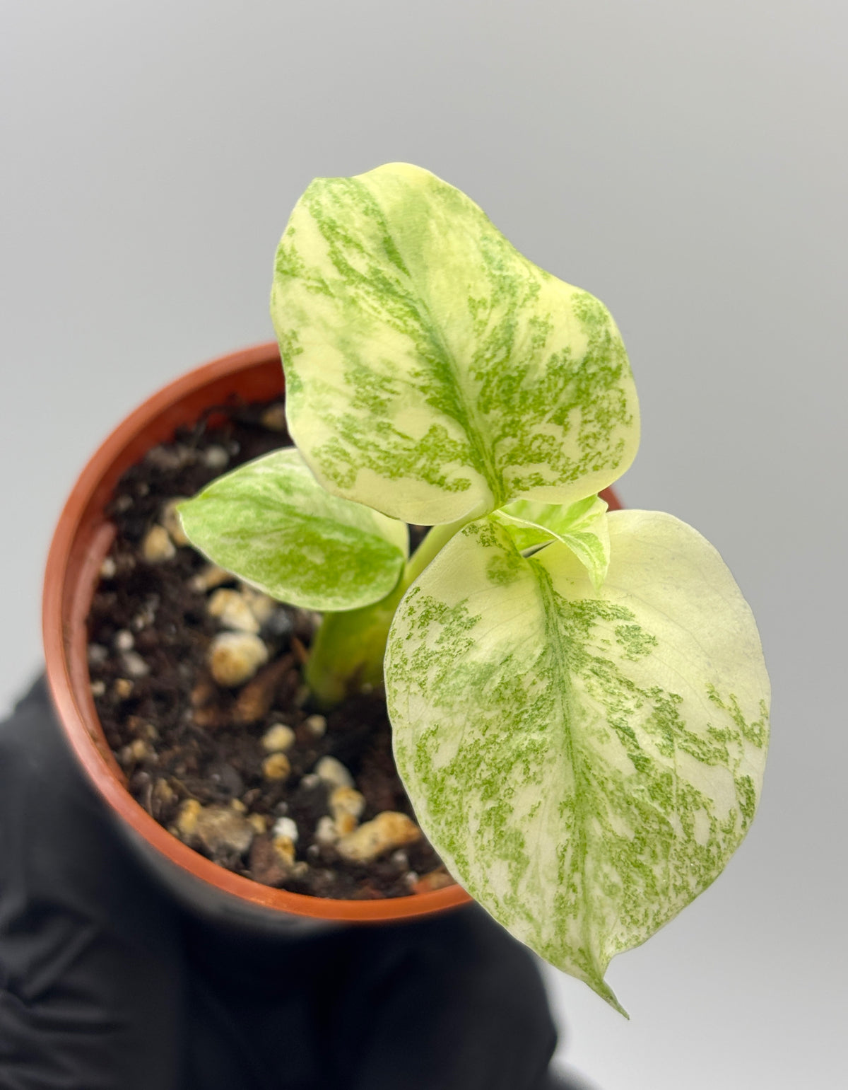Monstera Deliciosa Green Snow #5 exact plant photo 2