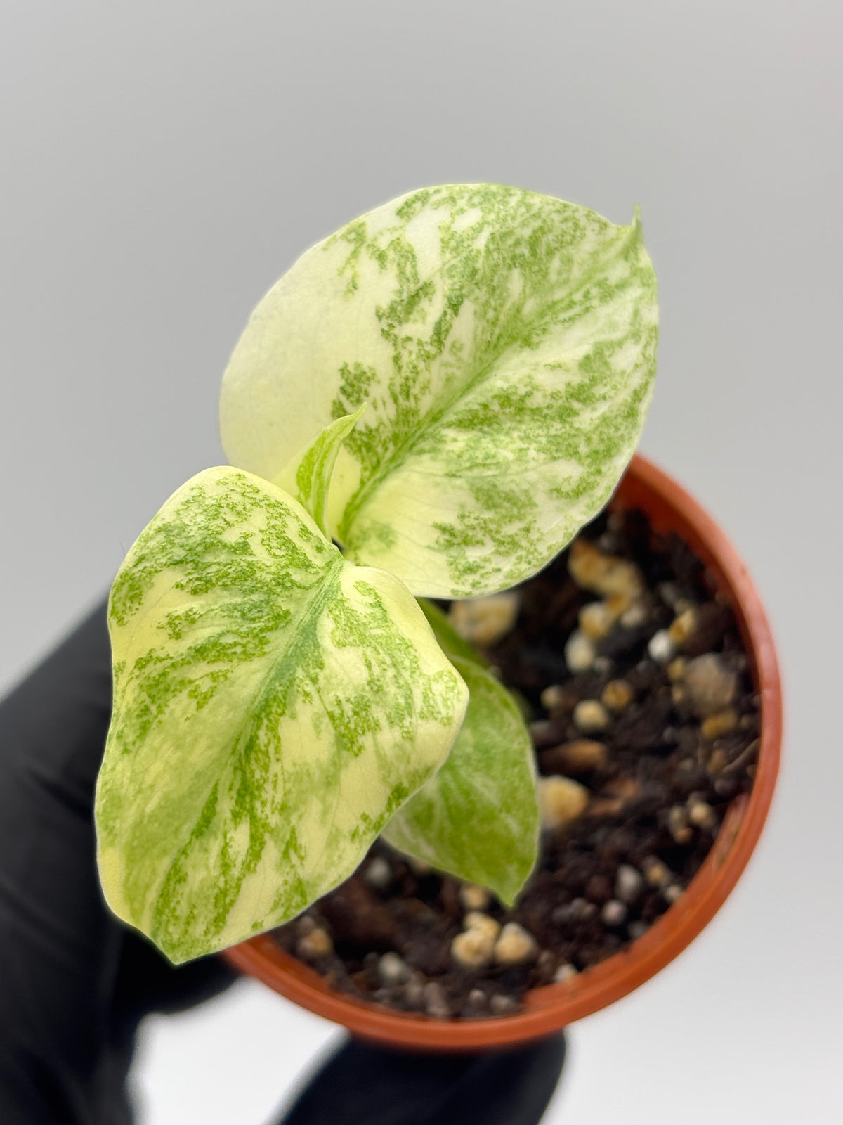 Monstera Deliciosa Green Snow #5 exact plant photo 1