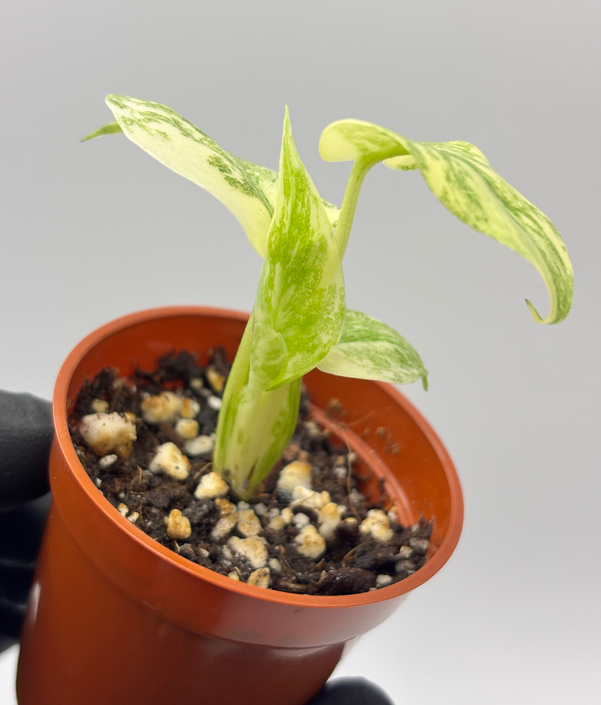 Monstera Deliciosa Green Snow #5 exact plant photo 4